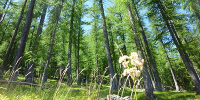 Comment le mélèze, un bois local, peut se frayer une place dans les Alpes-Maritimes