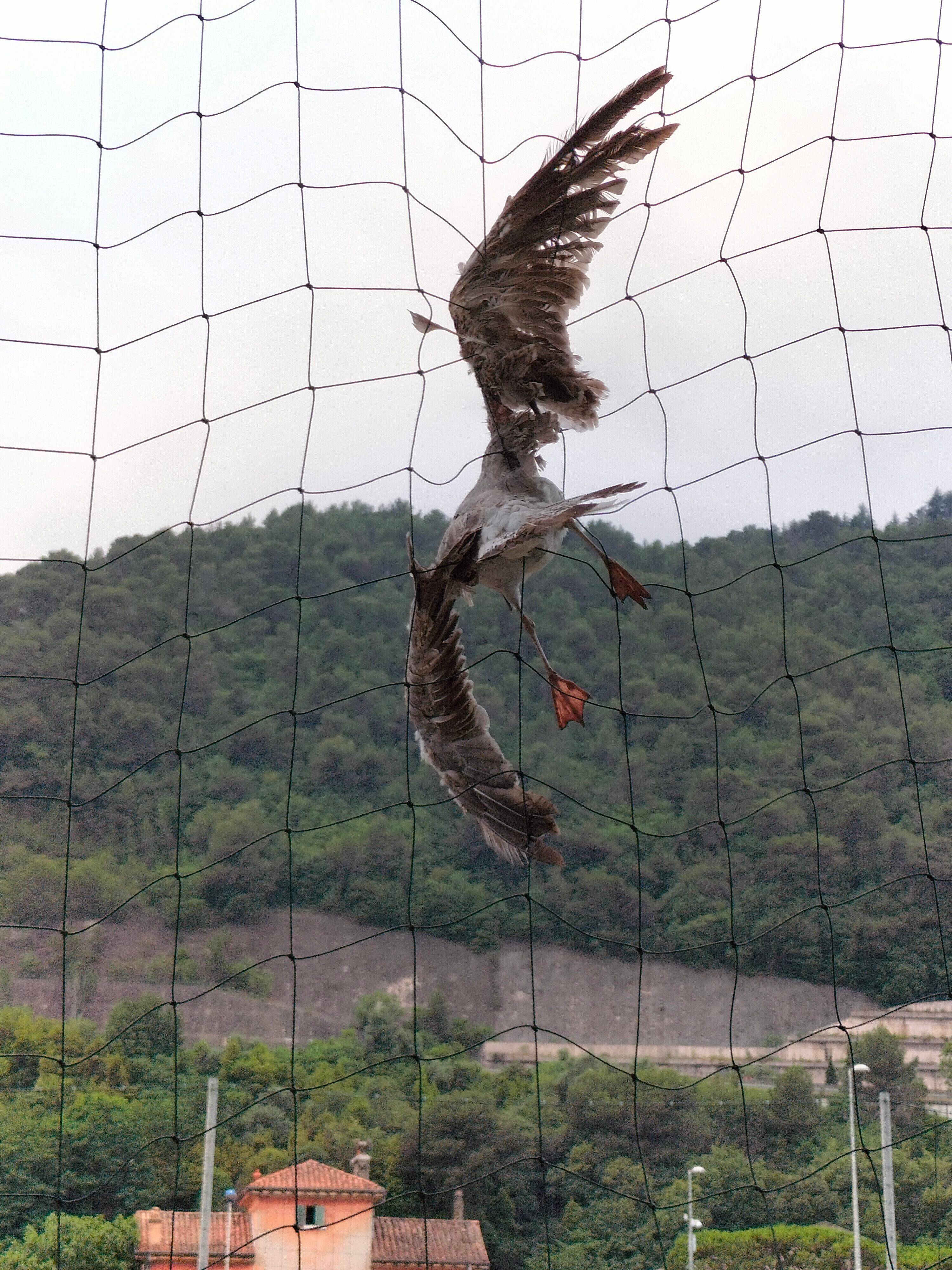 "Merci aux pompiers", un goéland sauvé d'un filet de protection à Nice