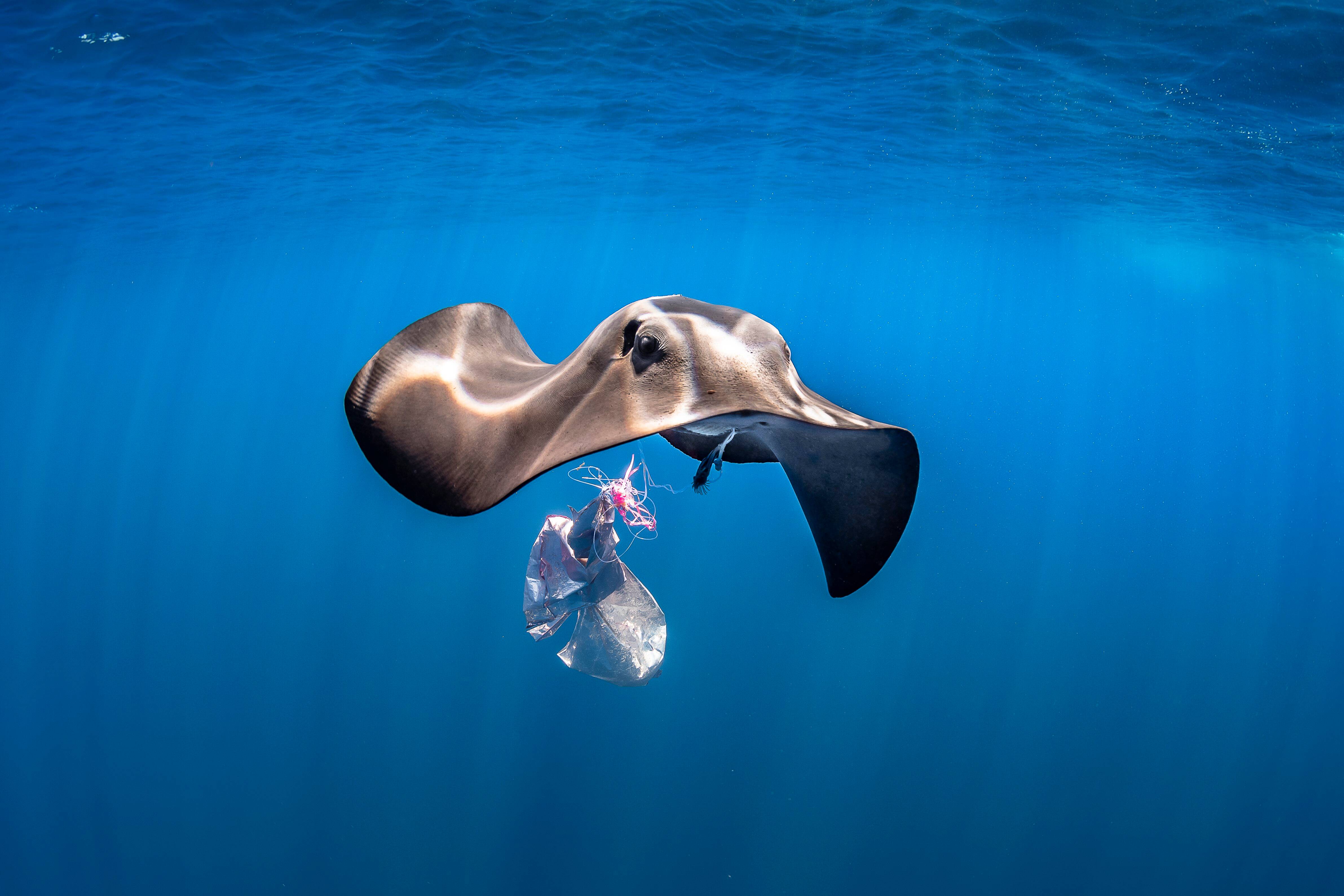 "La Méditerranée n'est pas une mer morte!": découvrez les richesses de la biodiversité grâce à cette expo photo à Nice
