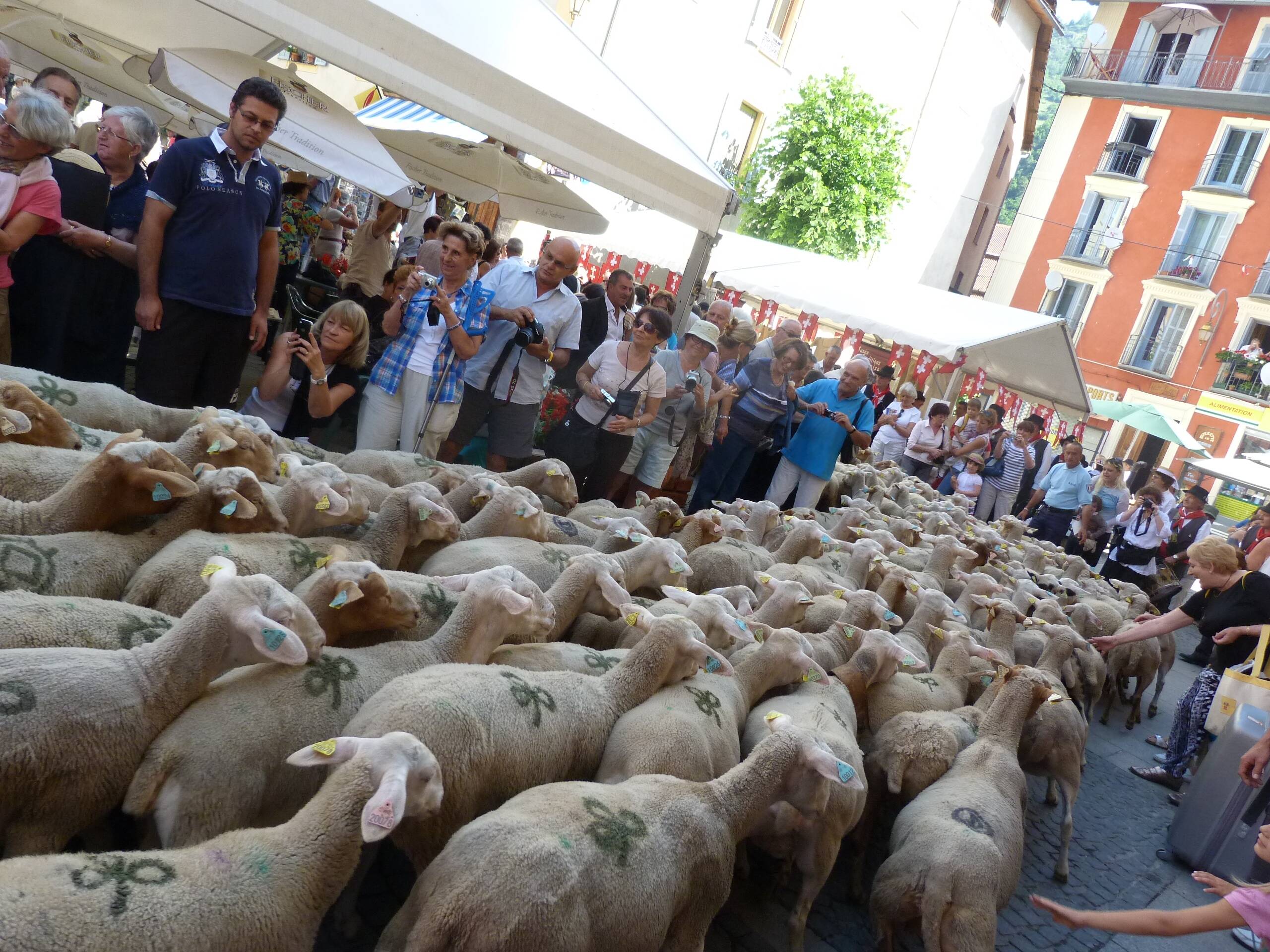 Une brebis dévorée et deux autres blessées à Saint-Etienne-de-Tinée juste avant la fête de la transhumance