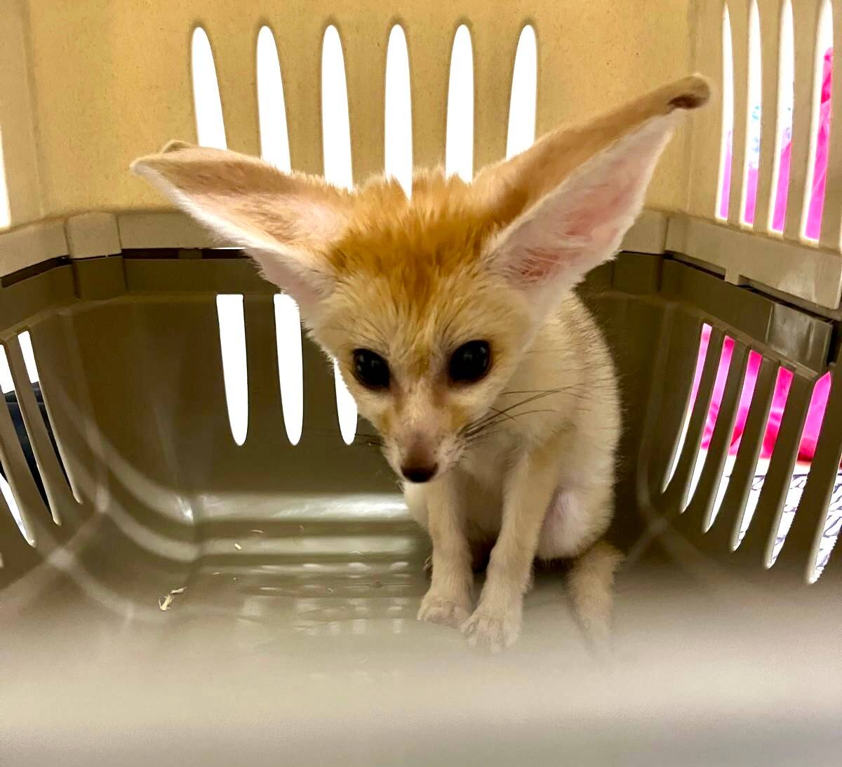 Un bébé fennec séquestré au domicile d'un couple à Cannes