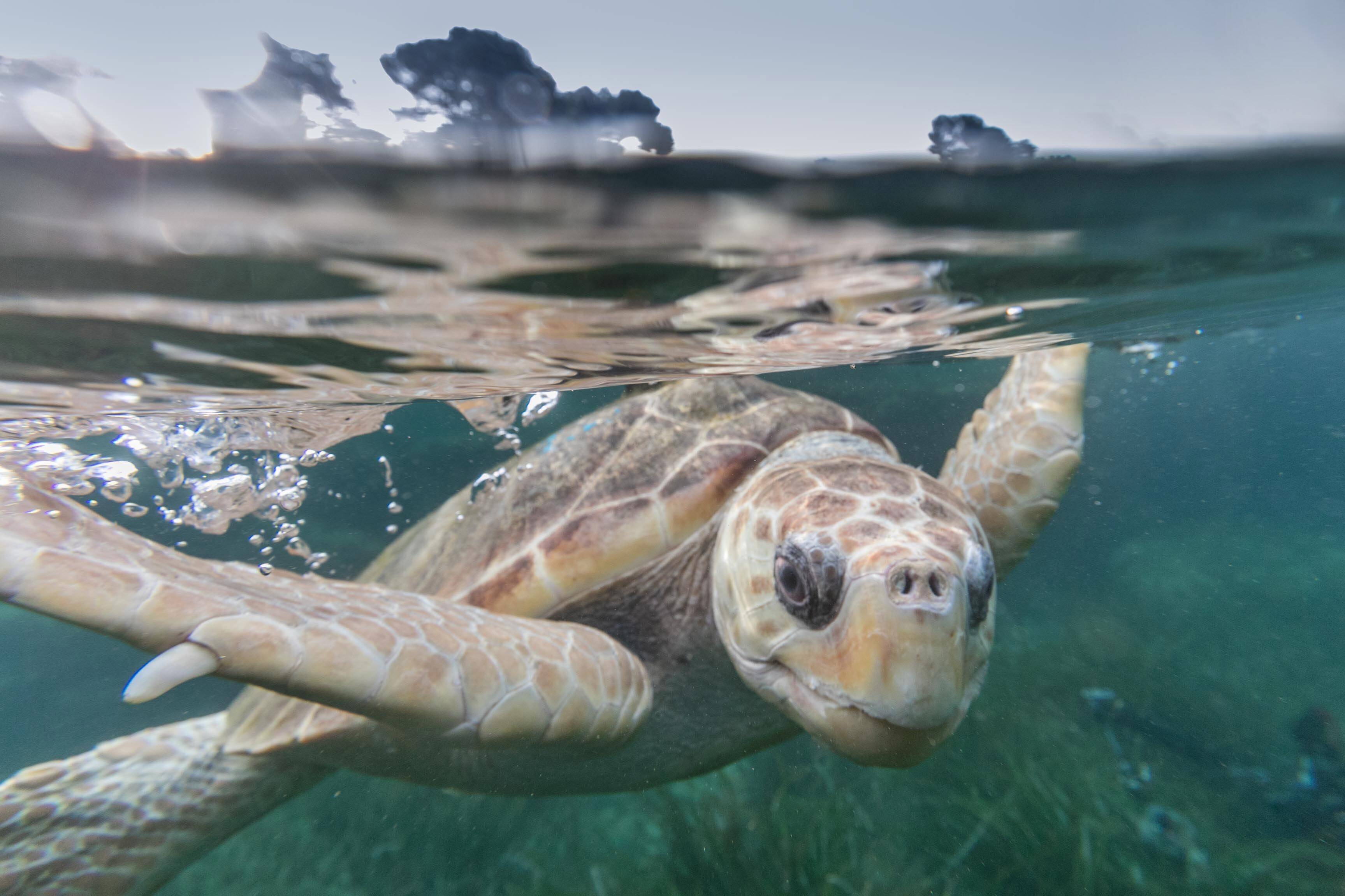 Le réseau Tortues marines de Méditerranée renforce le dispositif de surveillance des plages pour maximiser les chances d'une exceptionnelle ponte cet été