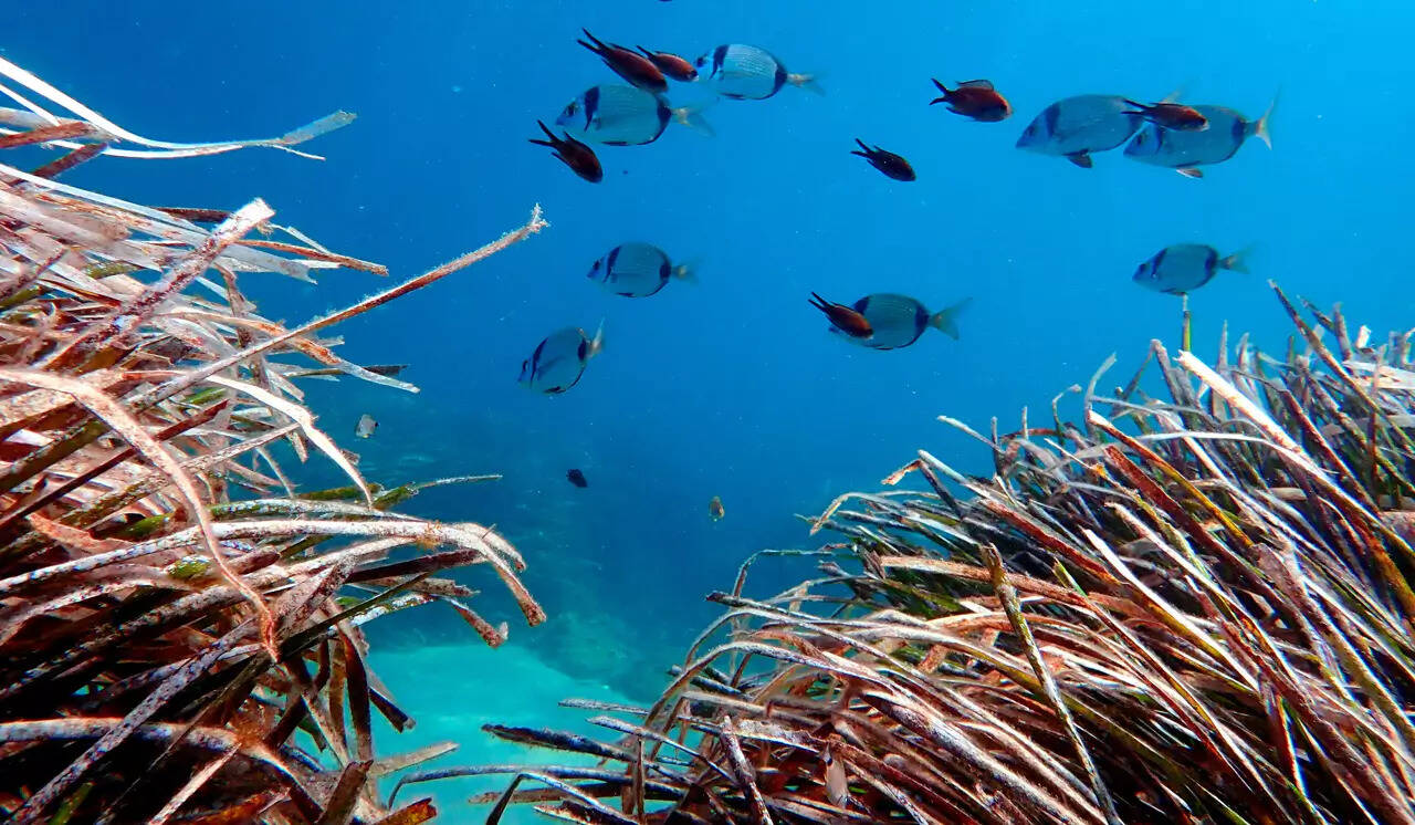 Le projet de restaurant de Flavio Briatore à Vintimille pointé du doigt par les associations écolos