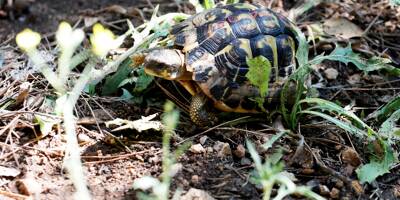 Altération de l'habitat de la tortue d'Hermann à Vidauban: le domaine Tasquier relaxé