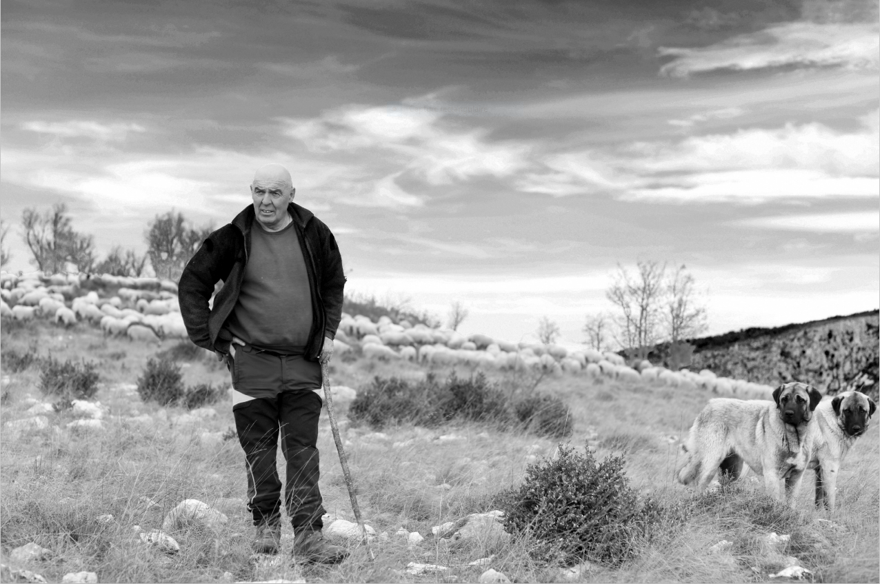 Ces bergers varois ont été immortalisés par un ancien photographe de chez "Vogue" pour une expo, des clichés magnifiques