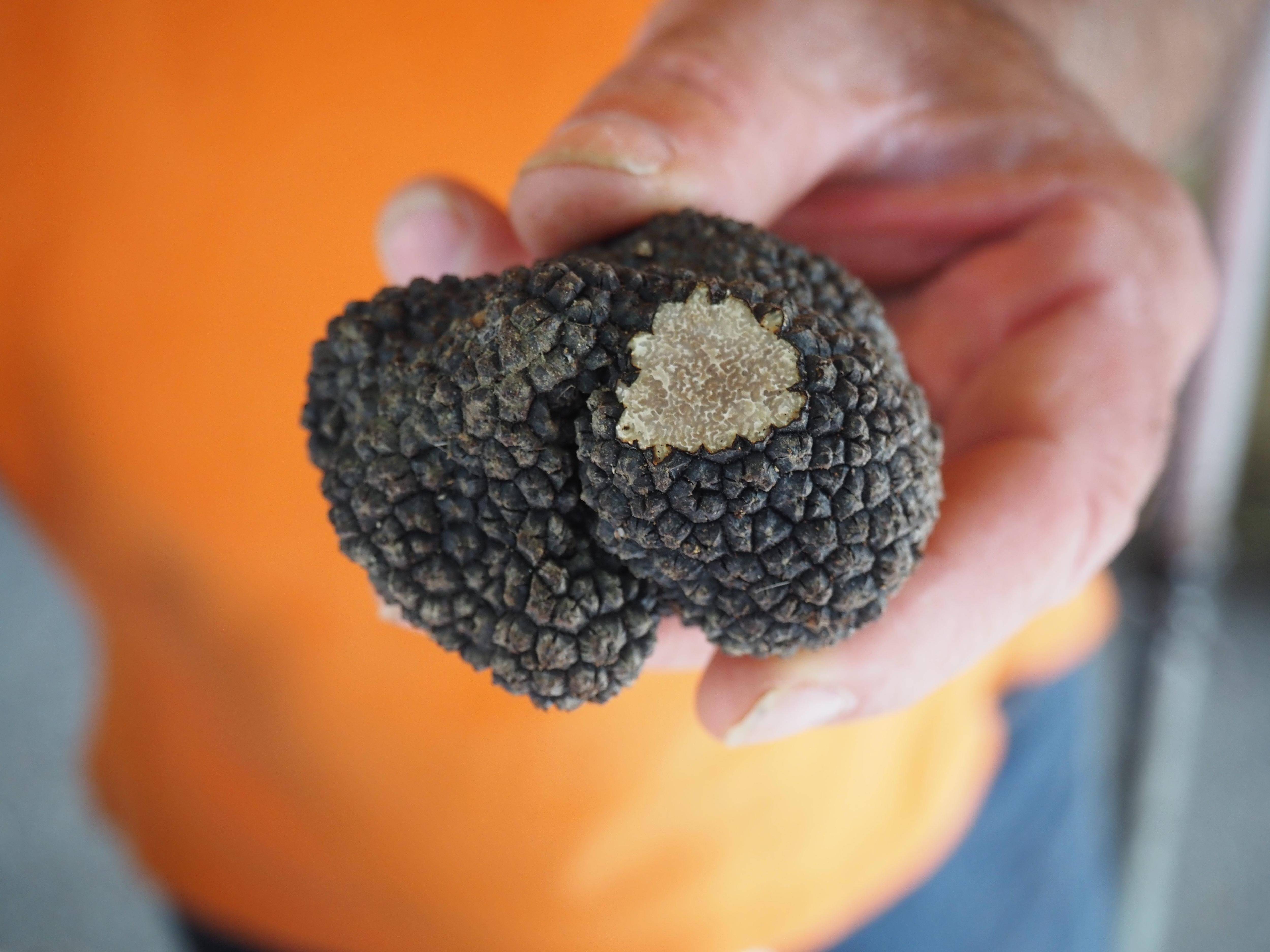 Les premières truffes d'été sont arrivées sur le marché d'Aups