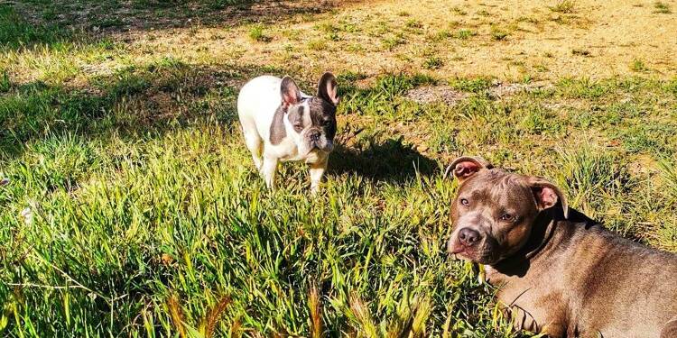 On a payé 1.000 euros pour le certificat LOF qu’on a jamais obtenu: elle pensait avoir adopté un American Bully, c’est en fait un Staff…