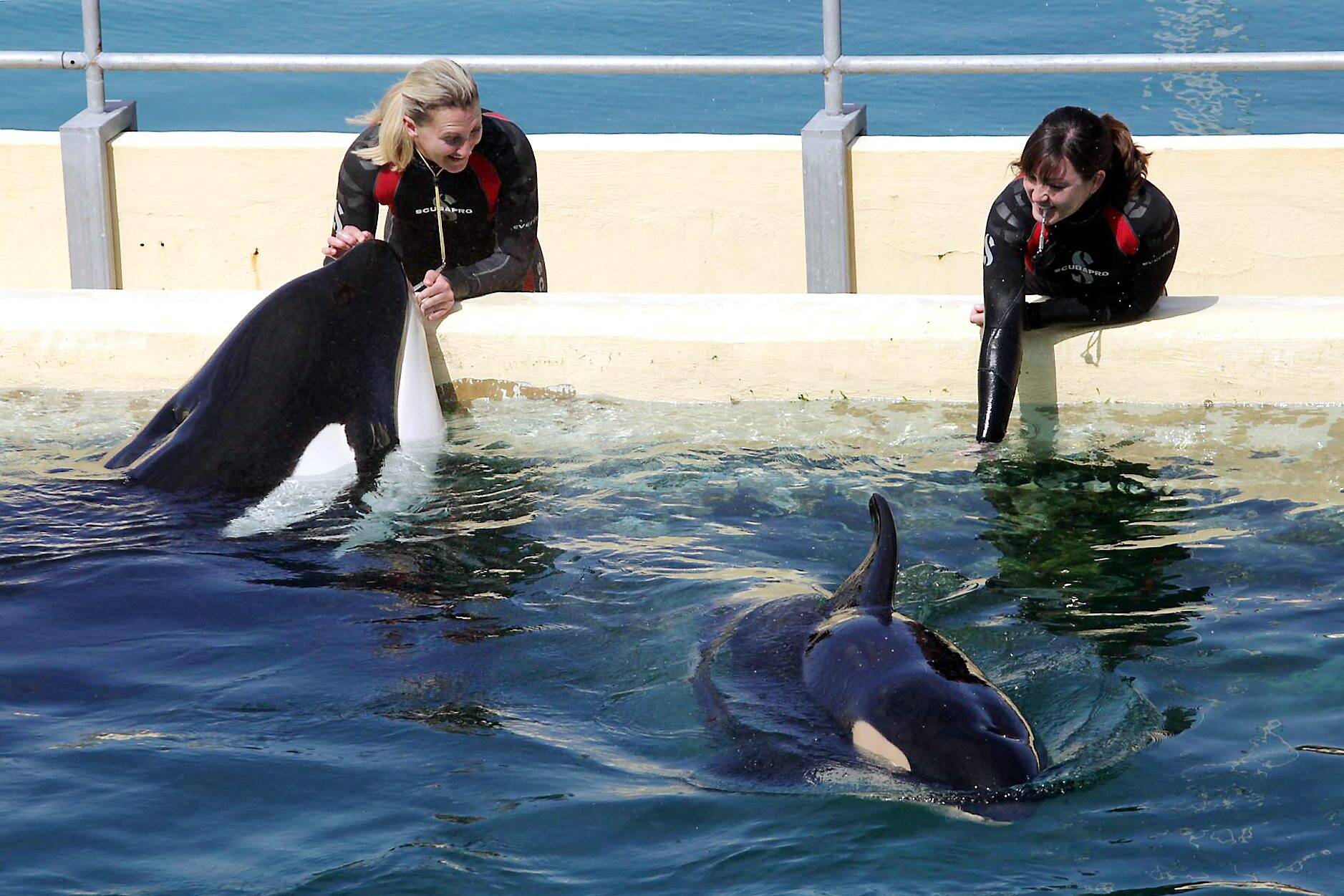 Les orques de Marineland vont-elles être transférées dans un parc marin à Tenerife aux Canaries?