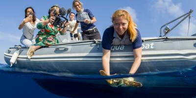 Après deux mois de soins, la tortue Gigi relâchée au large d'Antibes
