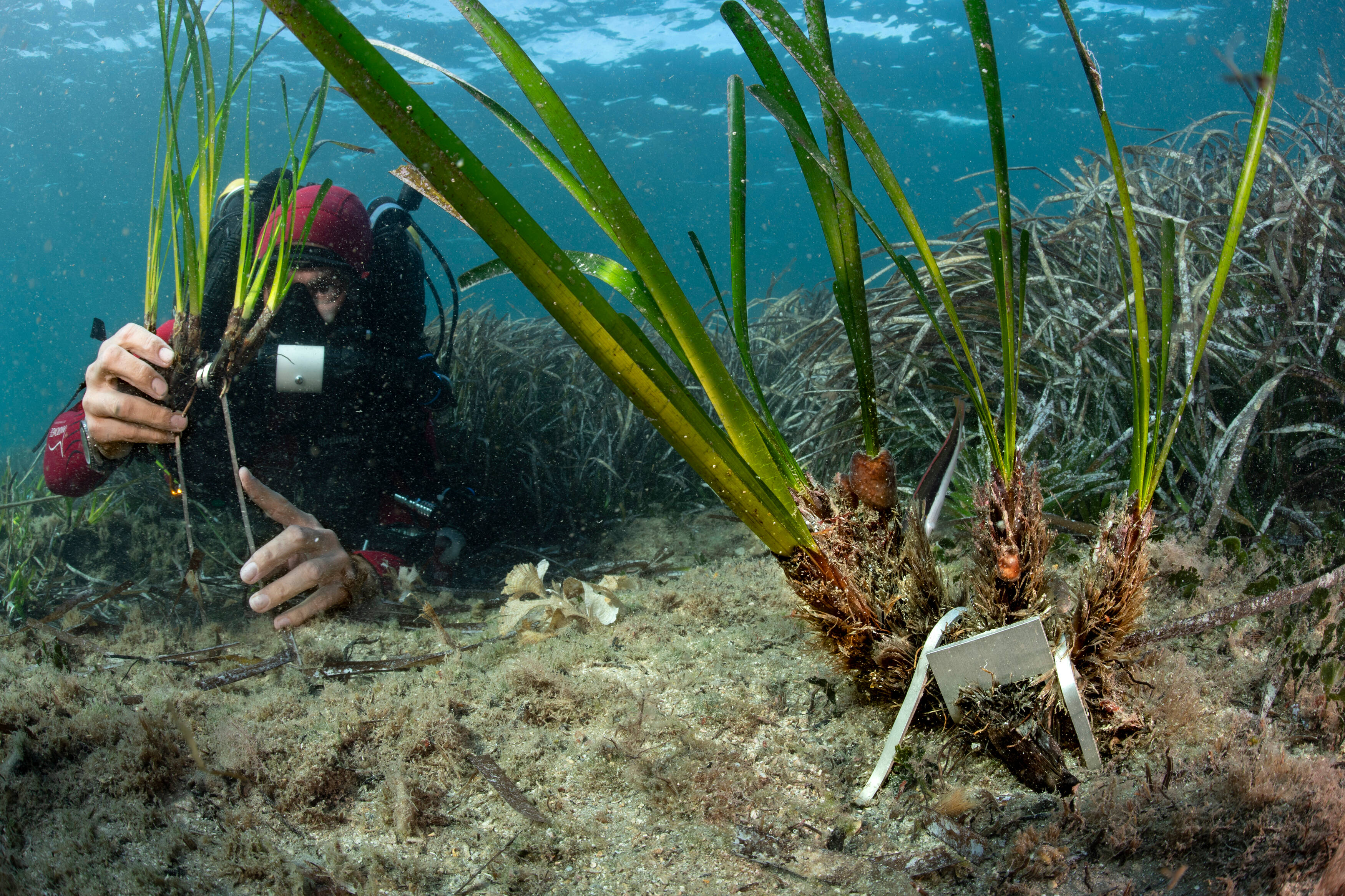 Le capitaine d'un yacht risque de devoir payer plus de 300.000 euros pour avoir détruit des posidonies en jetant l'ancre