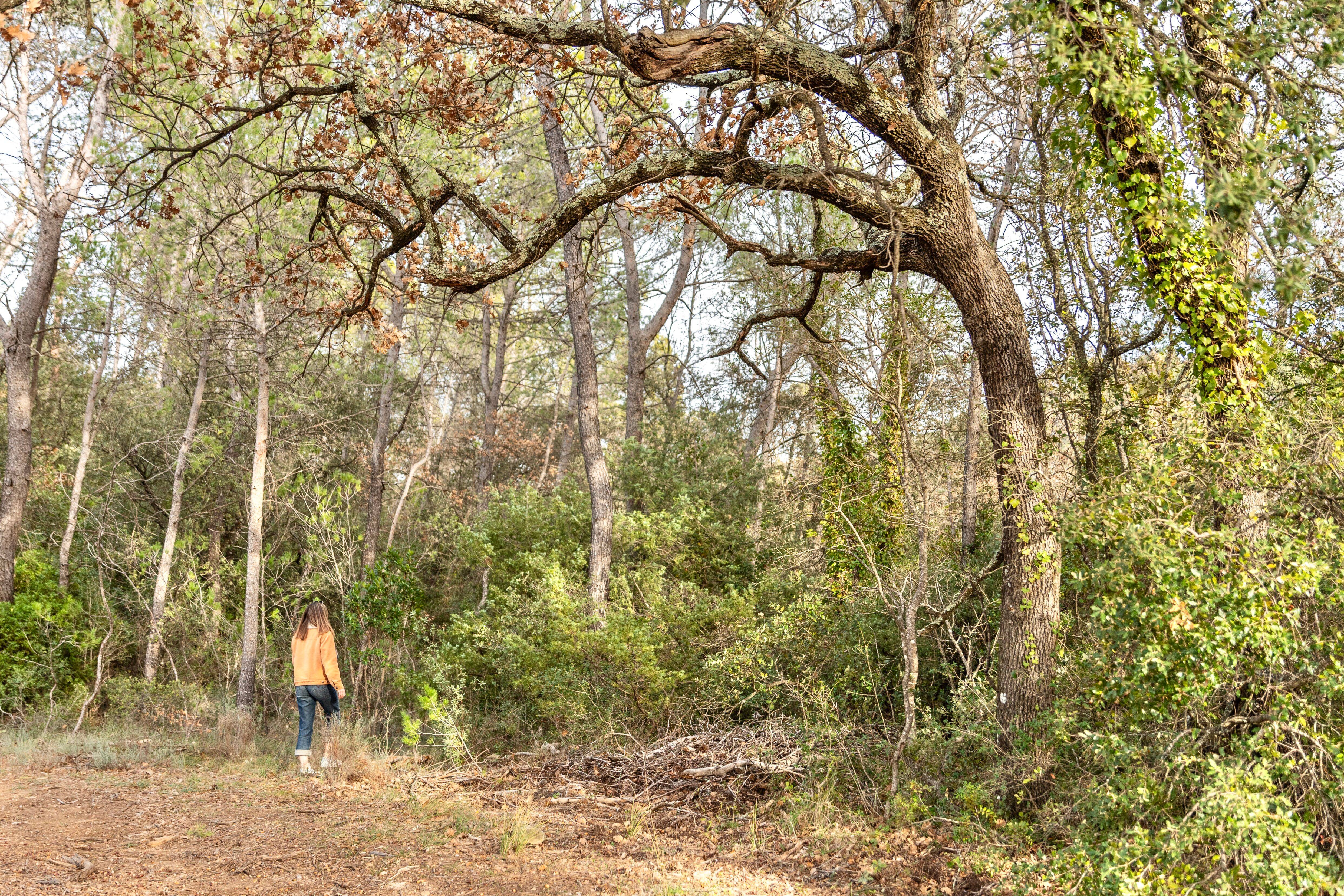 Le chasseur affirmait s'être fait attaquer par un loup dans le Var: les résultats d'analyse confirme ses dires