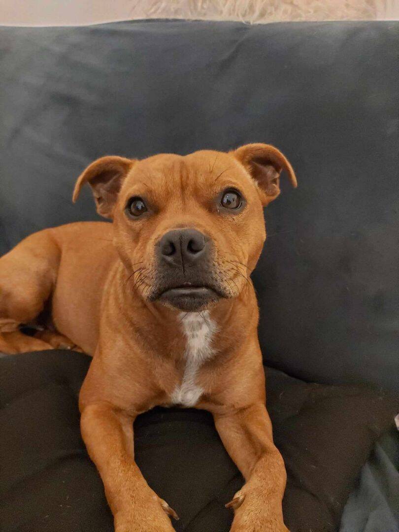 Bonne nouvelle, disparue depuis quatre jours à Nice, la chienne Scarlett a été retrouvée