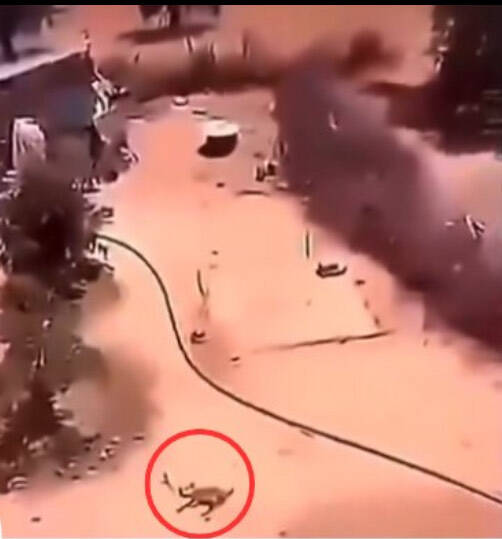 Il se fait filmer en train de jeter son chien par la fenêtre, une association dépose plainte