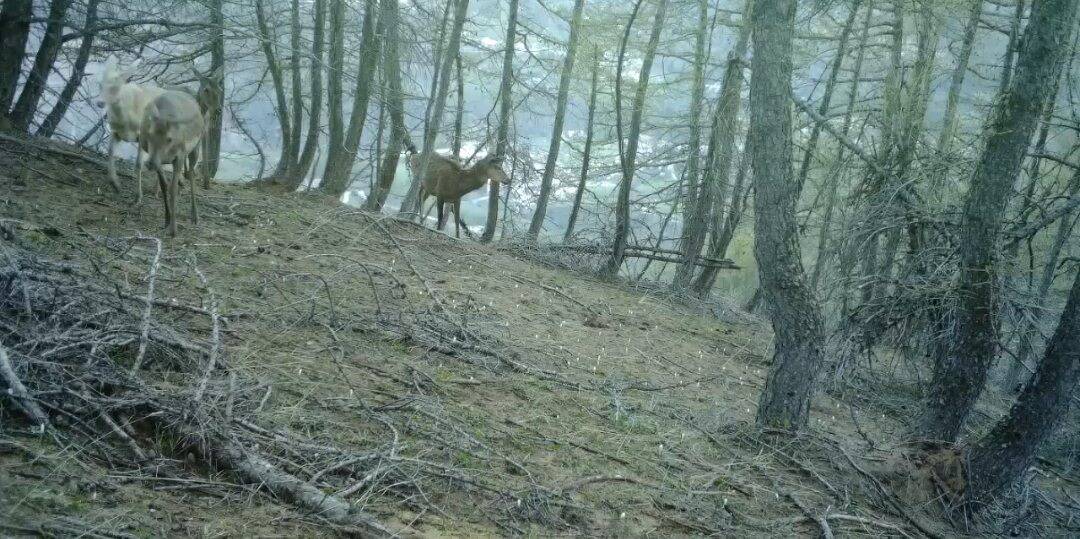 "En France, il n'y en a peut-être qu'une petite vingtaine": une biche toute blanche aperçue dans le Mercantour