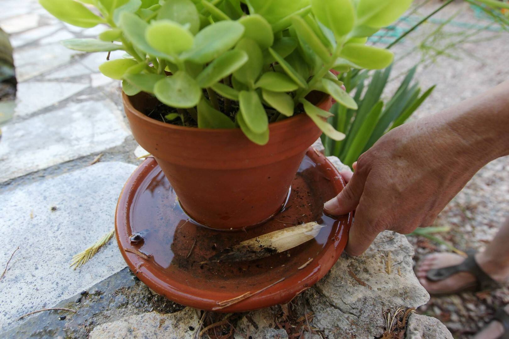 Comment se protéger face au moustique tigre? Voici quelques recommandations données par l'ARS