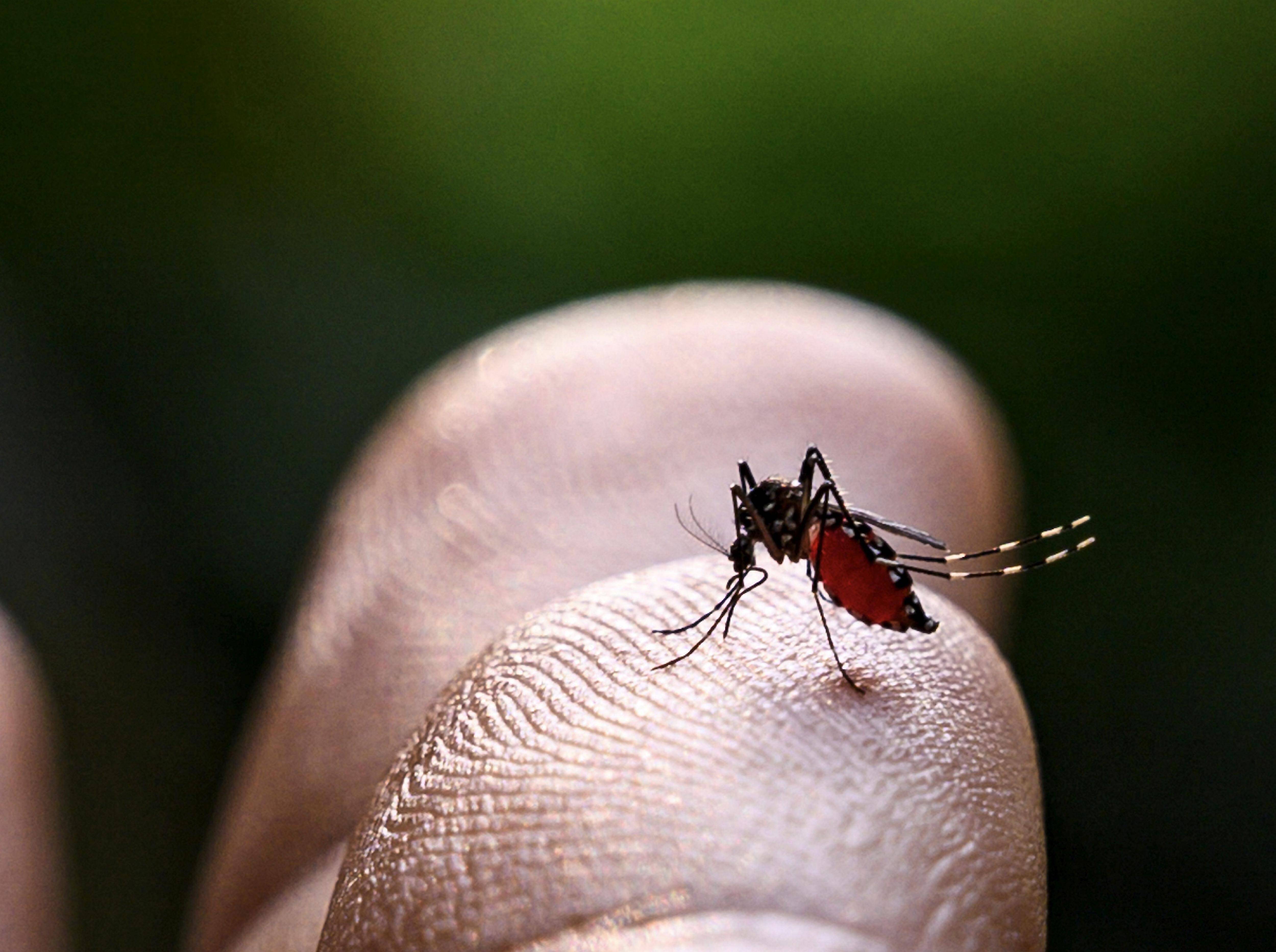 "De plus en plus de cas de dengue autochtone dans le département": un infectiologue toulonnais alerte sur les dangers du moustique tigre dans le Var