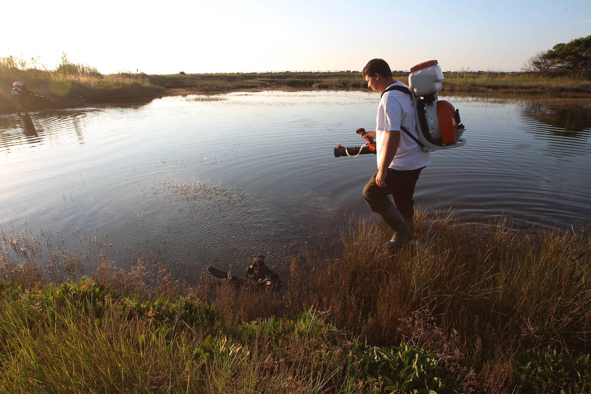 "Certains pièges récoltent 800 oeufs": cet été sans sécheresse profite-t-il aux moustiques sur la Côte d'Azur?