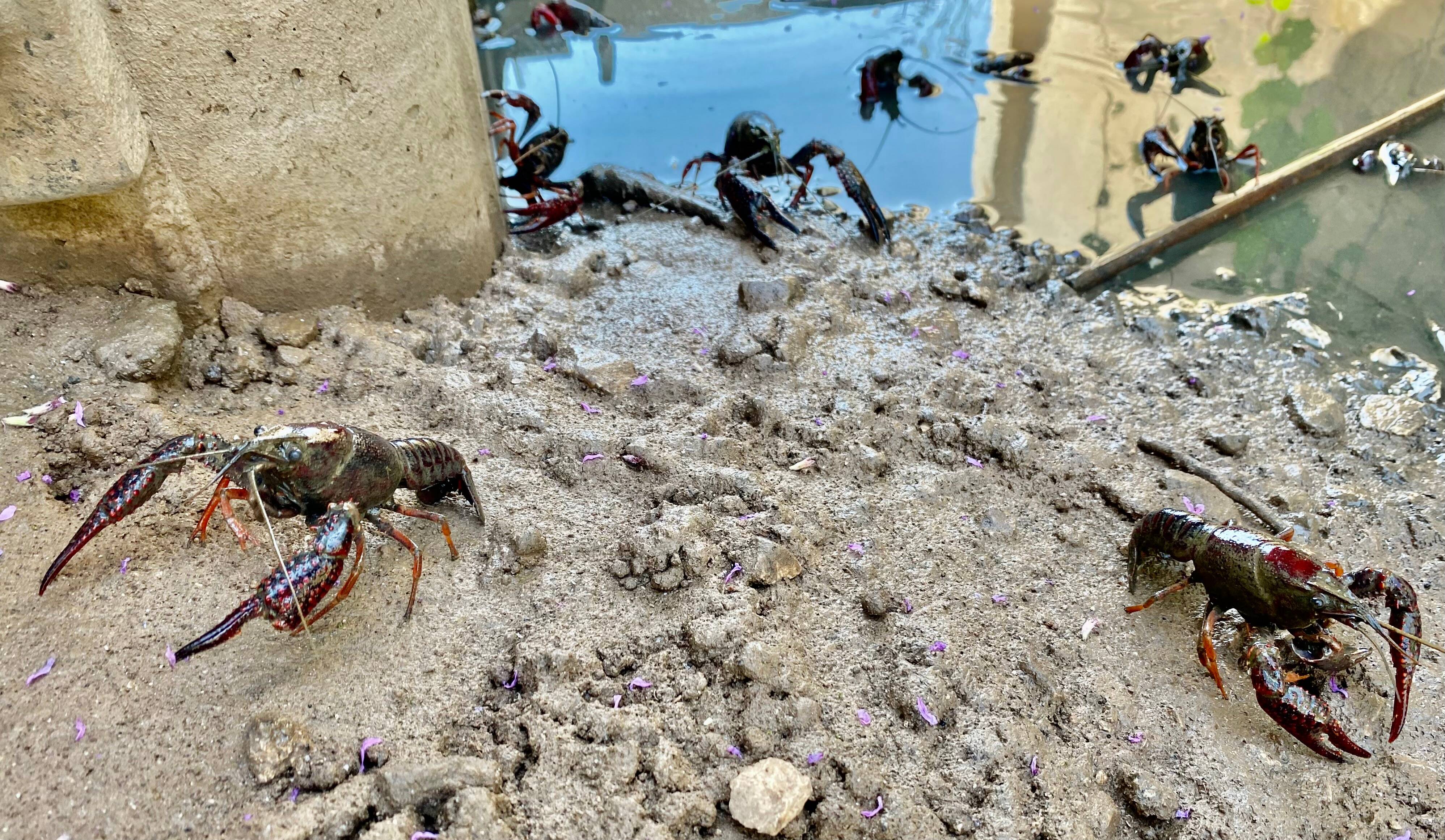 Que font des écrevisses américaines dans les cours d'eau du Plan de La Garde?