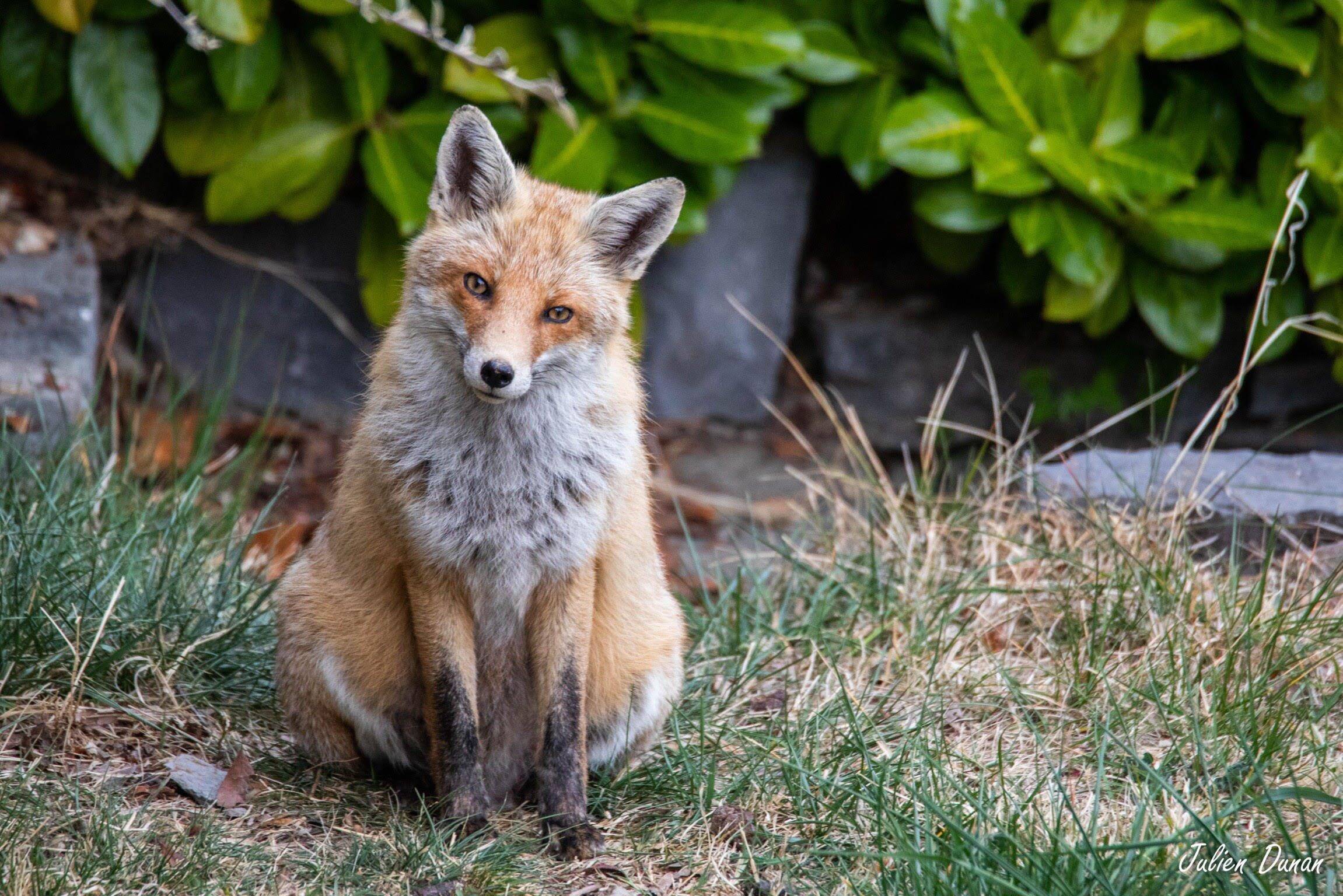 Un renard emporte le sac d'un randonneur dans la Vésubie, il se blesse en lui courant après