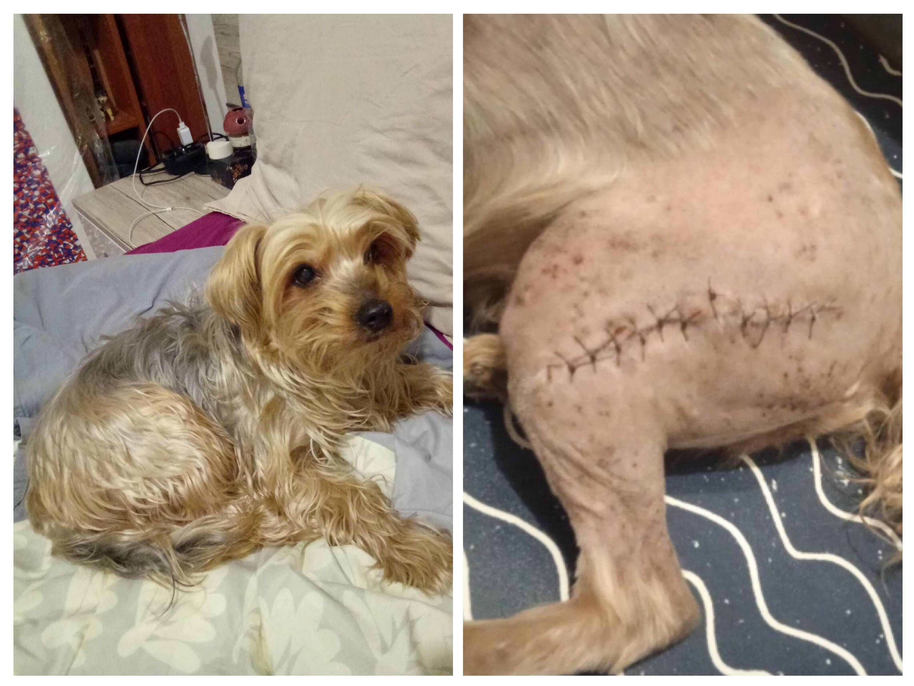 "C'est un cauchemar": qui a tiré sur Choupi, le Yorkshire d'une factrice près de Nice?