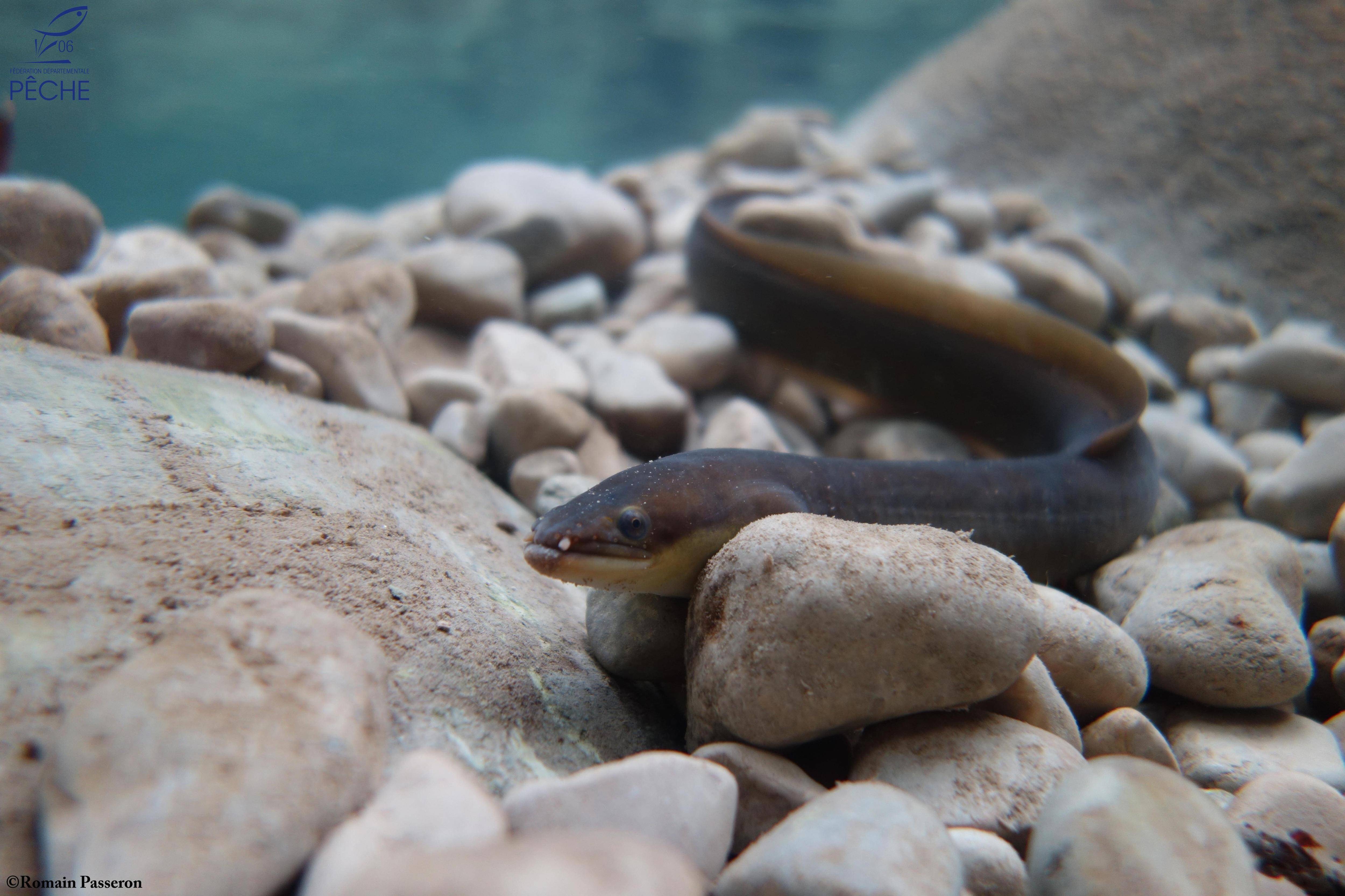 Pourquoi la renaturation de la Cagne est-elle une réussite?