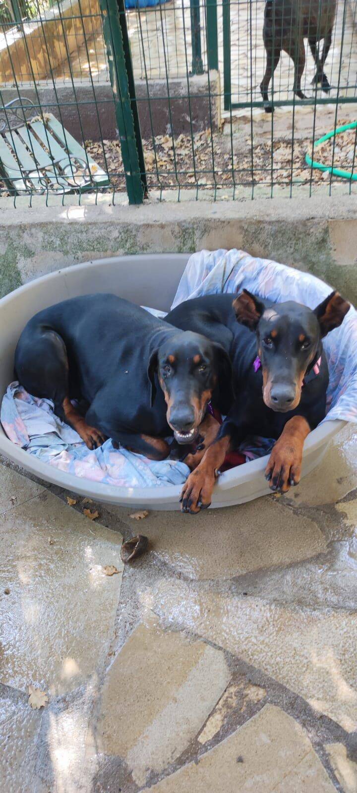 Les chiennes de l'influenceur Laurent Correia retrouvées errant sur la route de Saint-Jeannet à Vence