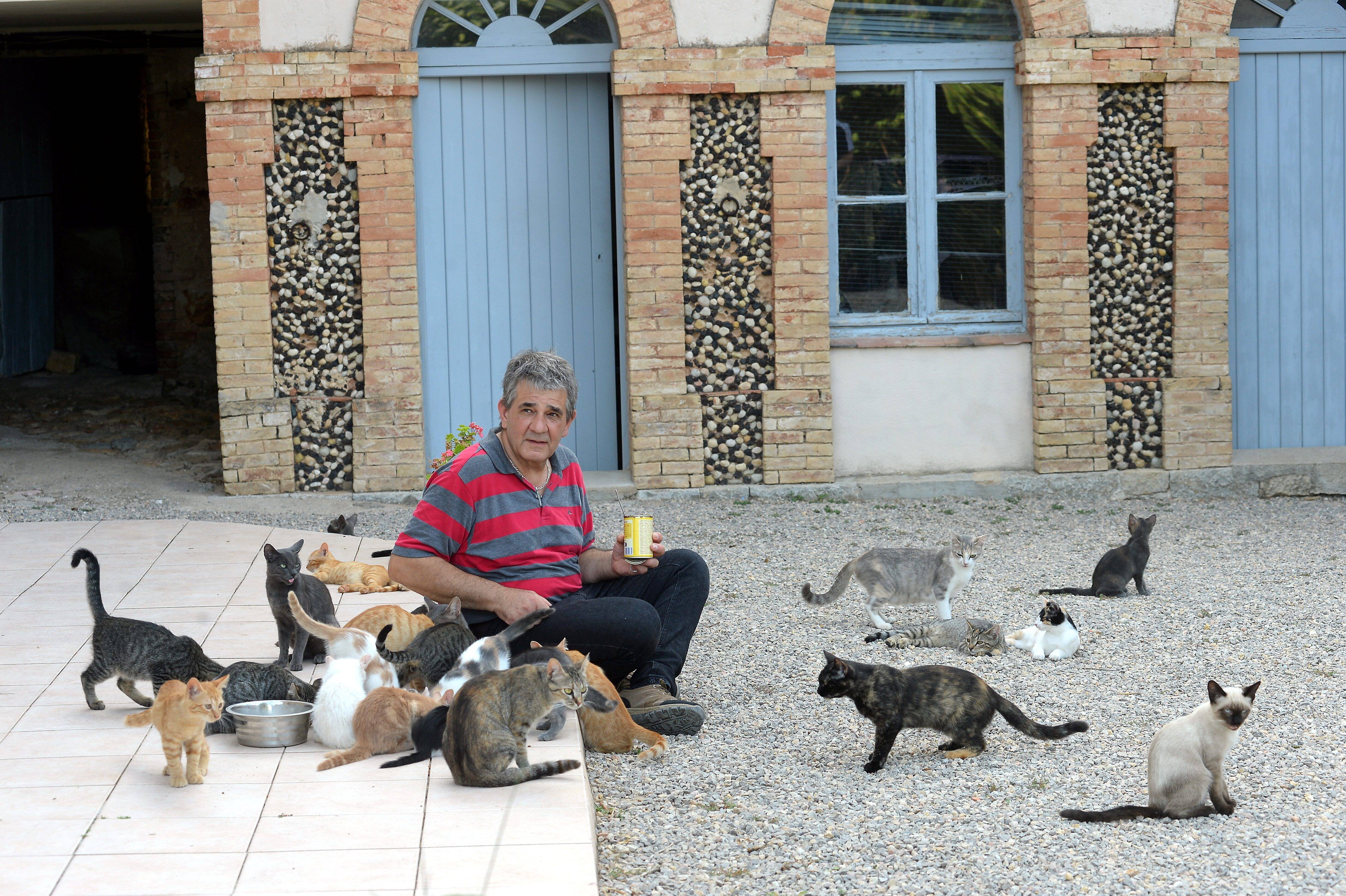"Je ne sais plus quoi faire...": dans ce village varois, près de 80 chats sauvages ont envahi son terrain, le propriétaire dépassé