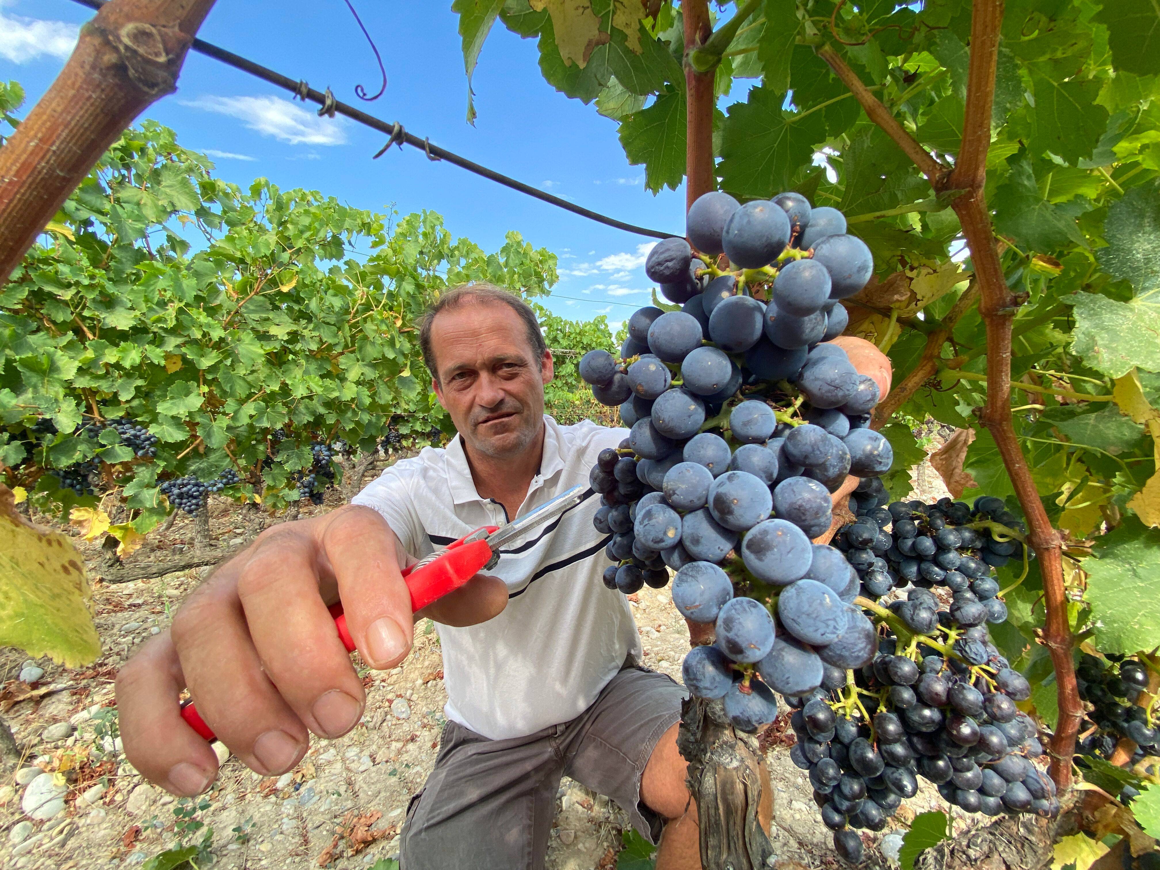 Vendanges tardives, à la main, pluie abondante: à quoi s'attendre pour le cru 2024 des vins de Bellet?