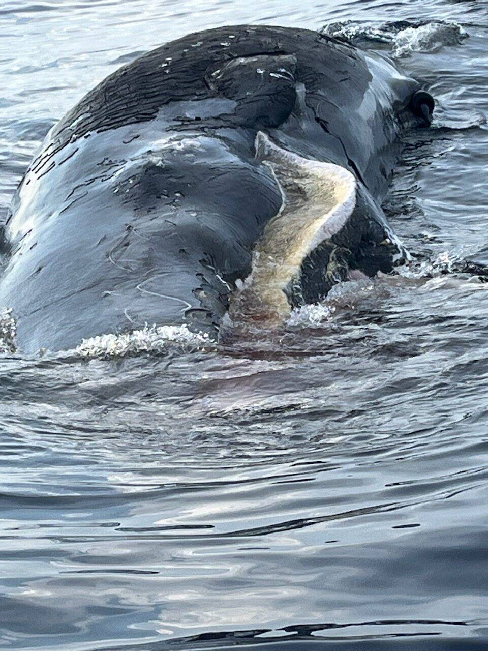 "Il avait le ventre gonflé, la peau crevassée et dégageait une très forte odeur": deux pêcheurs antibois tombent nez à nez avec la carcasse d'un cétacé de 10 mètres