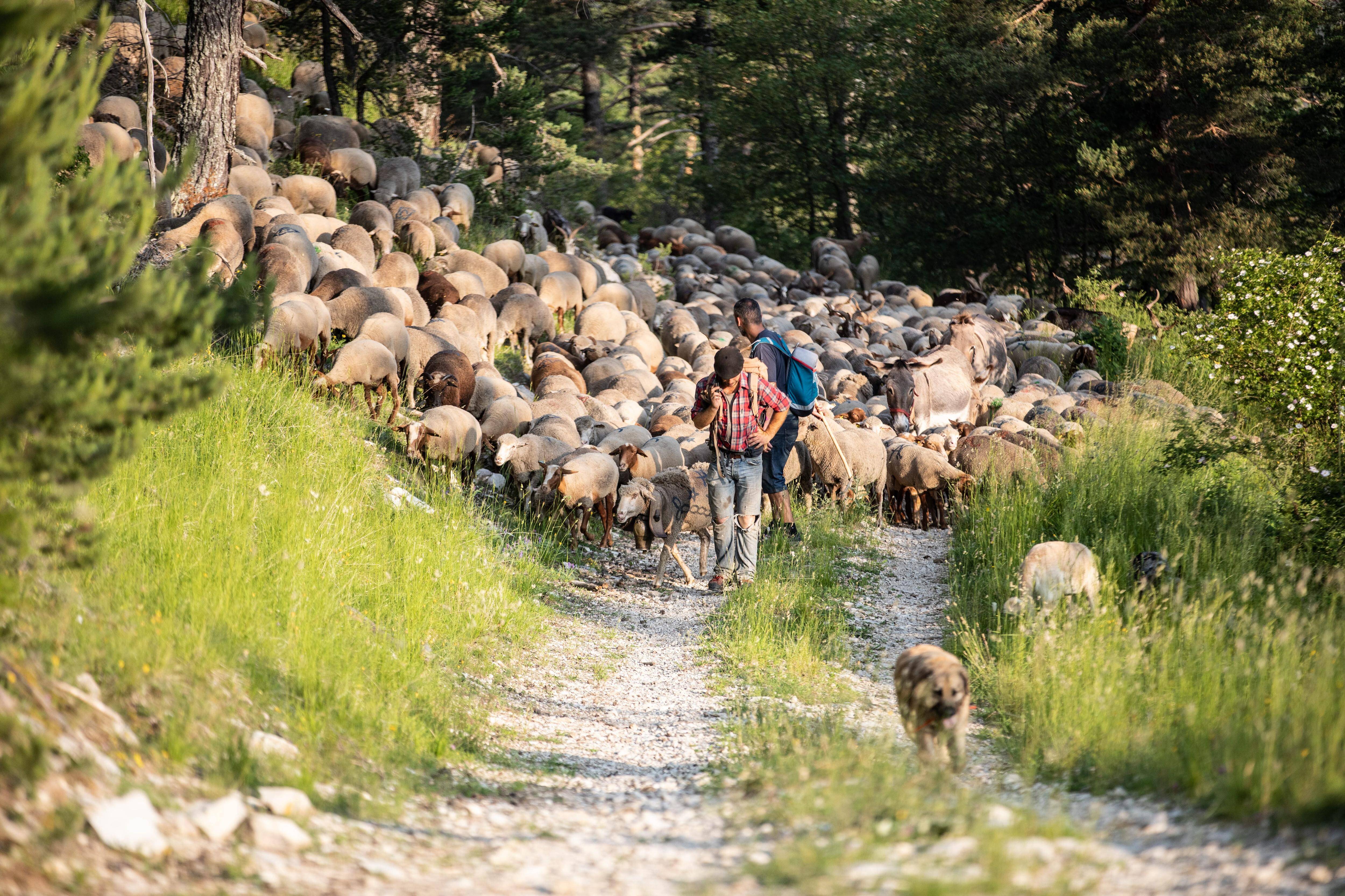 "La situation peut évoluer très vite": la fièvre catarrhale ovine menace le cheptel varois, un cas dans les Alpes-Maritimes
