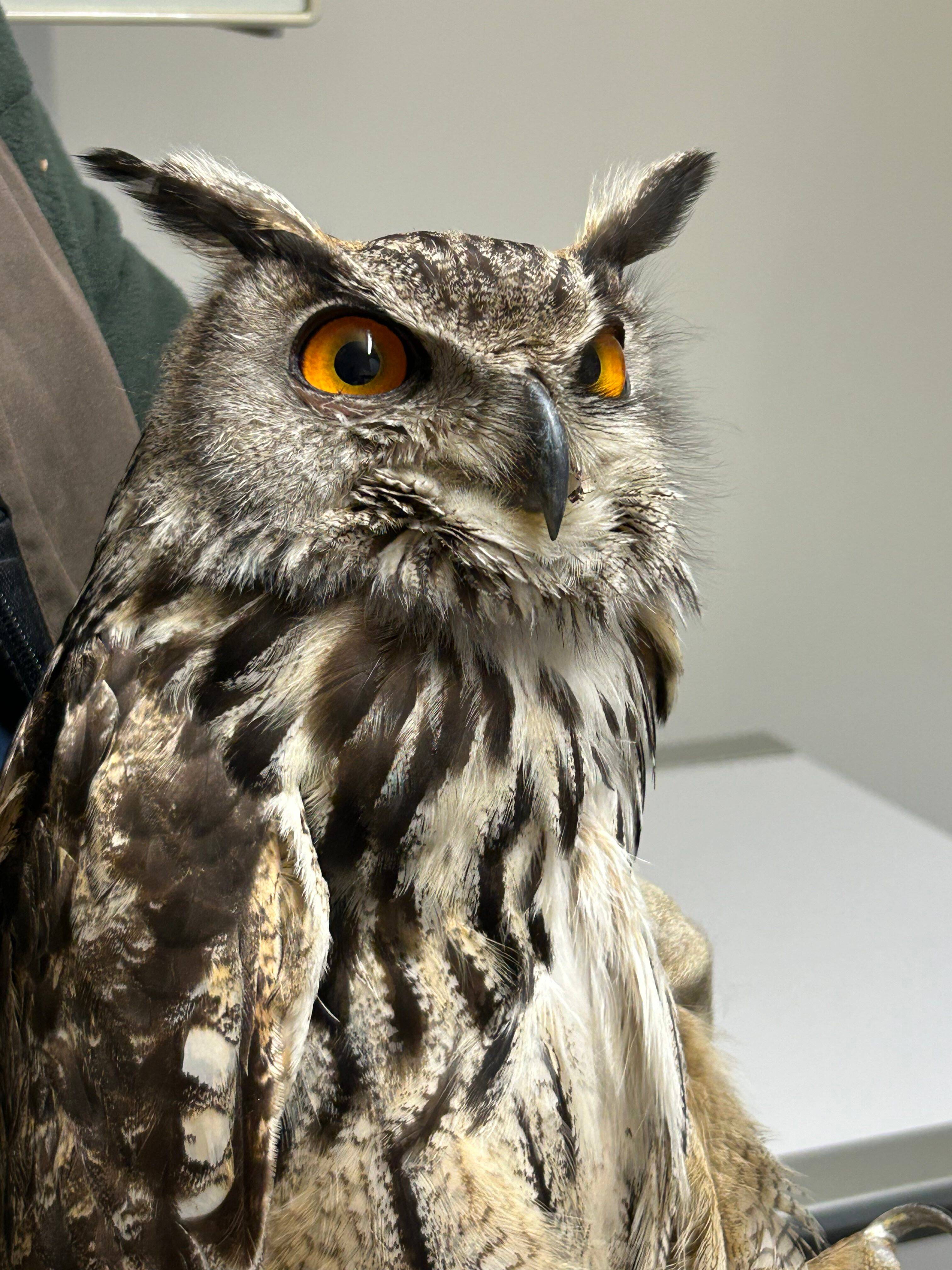 Il avait été trouvé dans un jardin aux Arcs-sur-Argens: le hibou grand-duc a retrouvé sa liberté