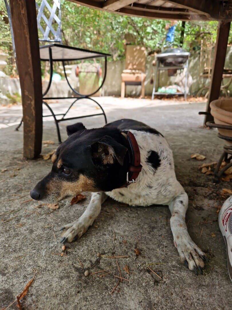 Jeté dans le fleuve et sauvé de la noyade 25 km plus loin? Le sort d’un chien émeut la vallée du Var