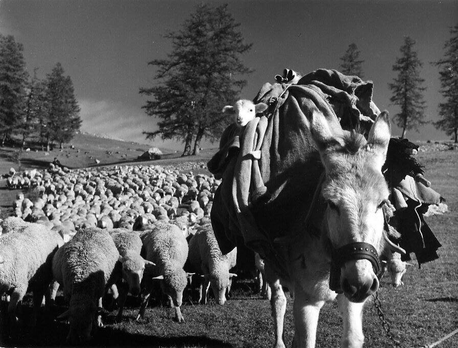 La transhumance varoise dans l'oeil de Robert Doisneau, au musée des Arts et traditions populaires de Draguignan