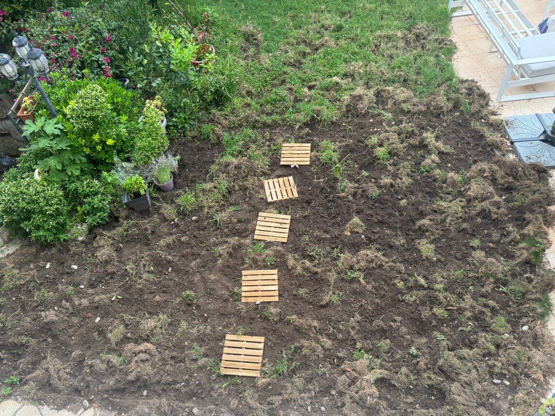 "On a des sangliers tous les jours dans notre jardin": ces Niçois hallucinent, ils témoignent