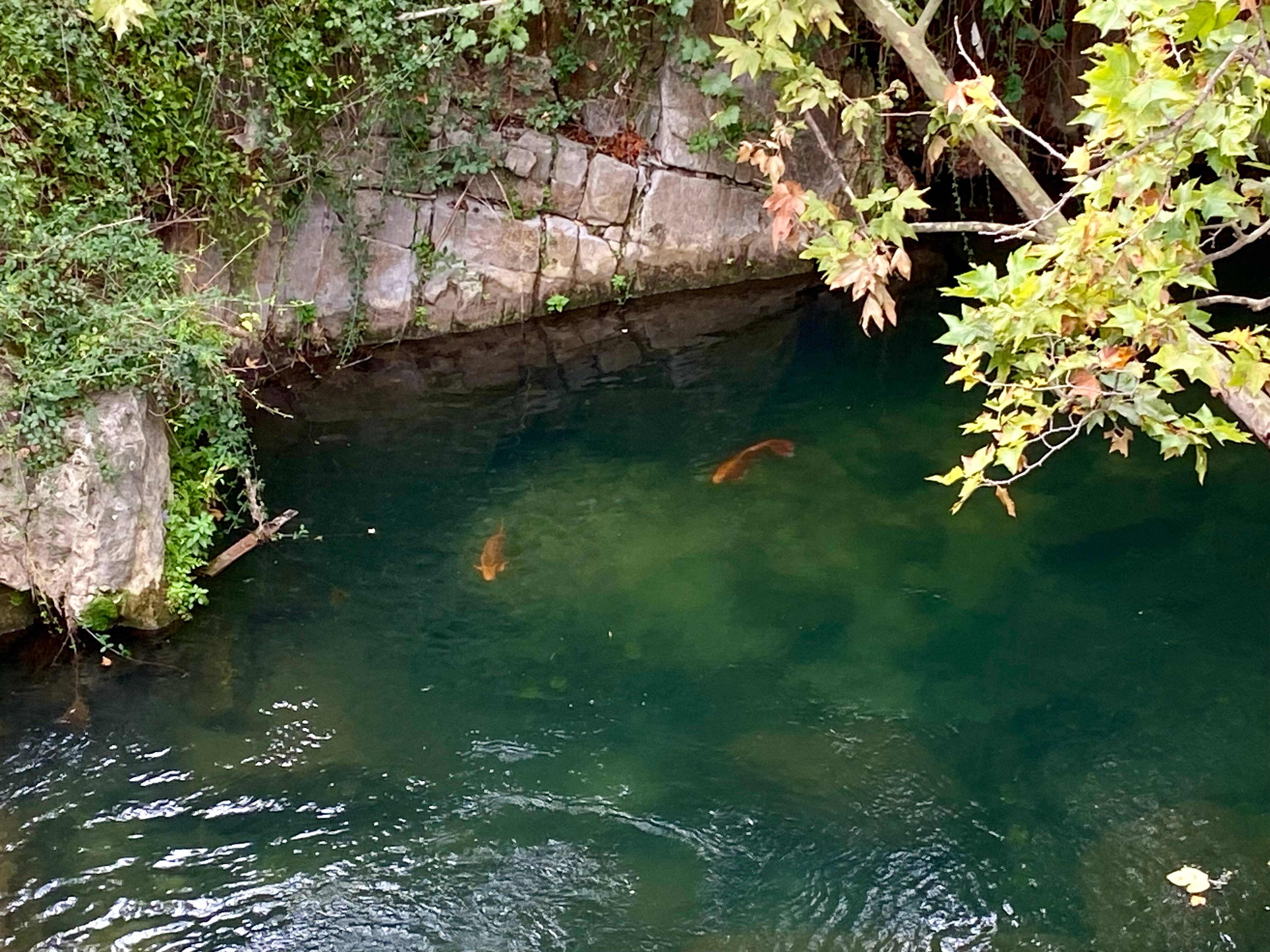 "C'est symptomatique de la bêtise des gens": mais que font ces carpes koï dans le Las à Toulon?