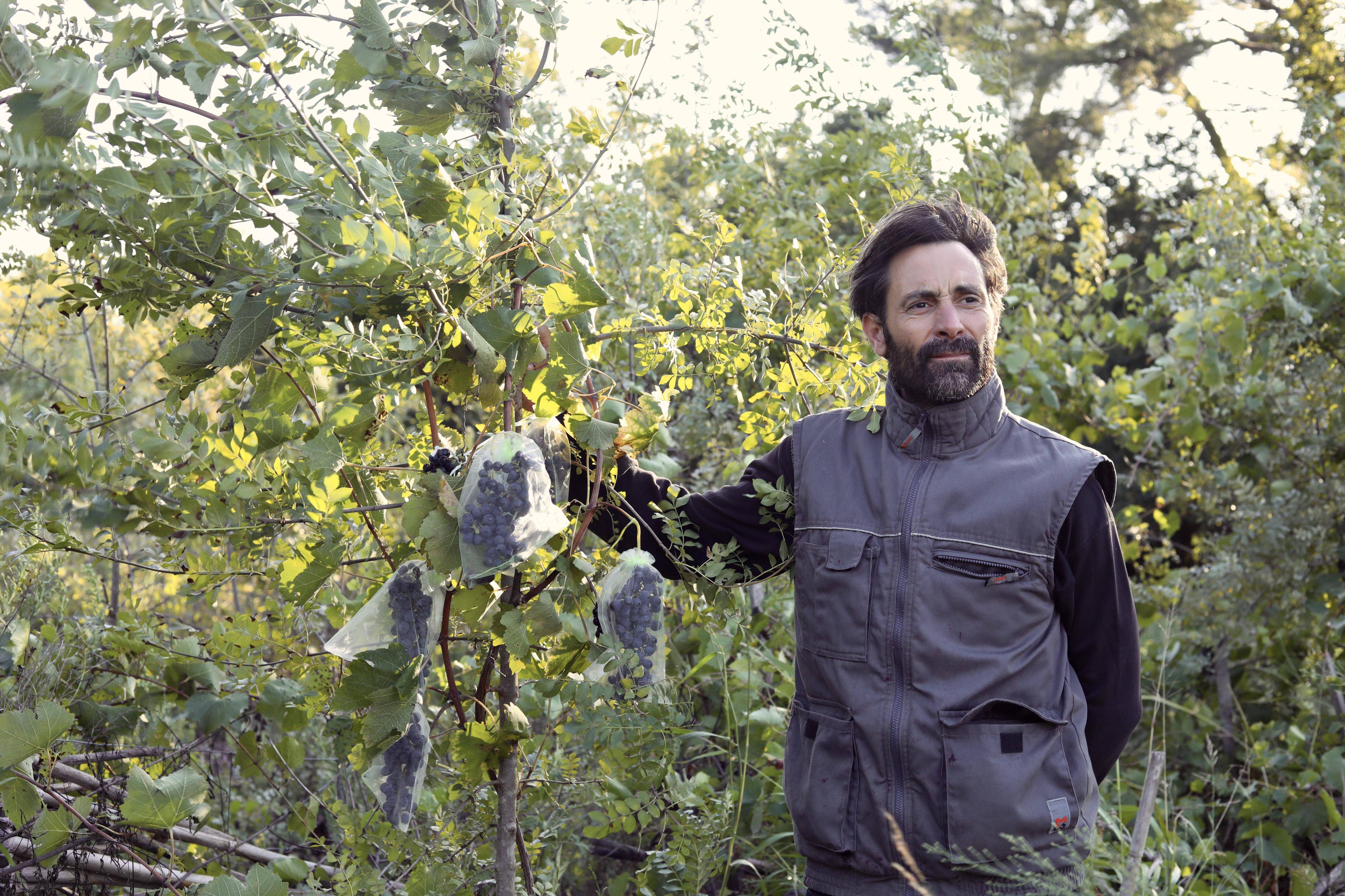 A La Cadière dAzur, Julien Castell exploite des vignes en s'inspirant des techniques de lAntiquité