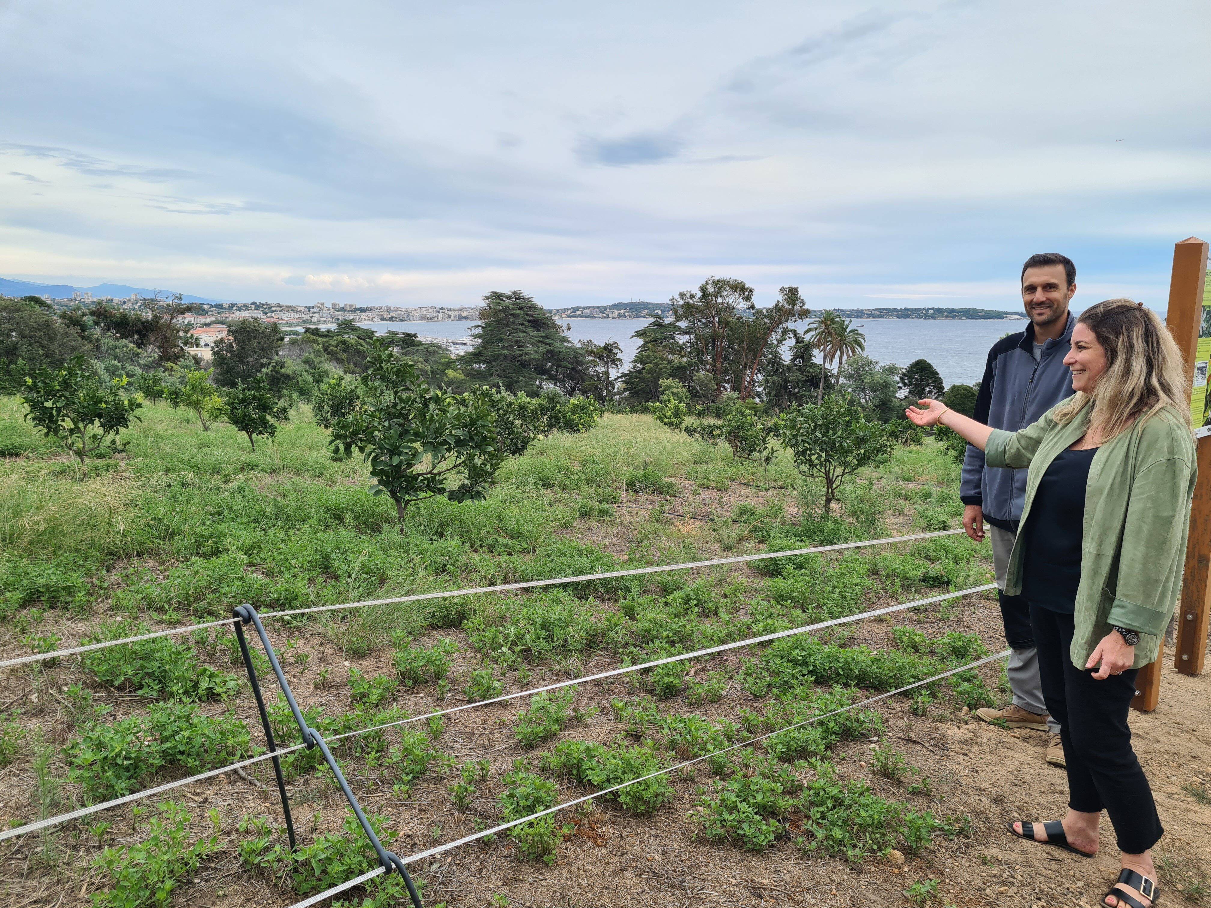 "Nous avons planté 350 arbres ici": comment un groupe local veut relancer la filière du bigaradier à Vallauris