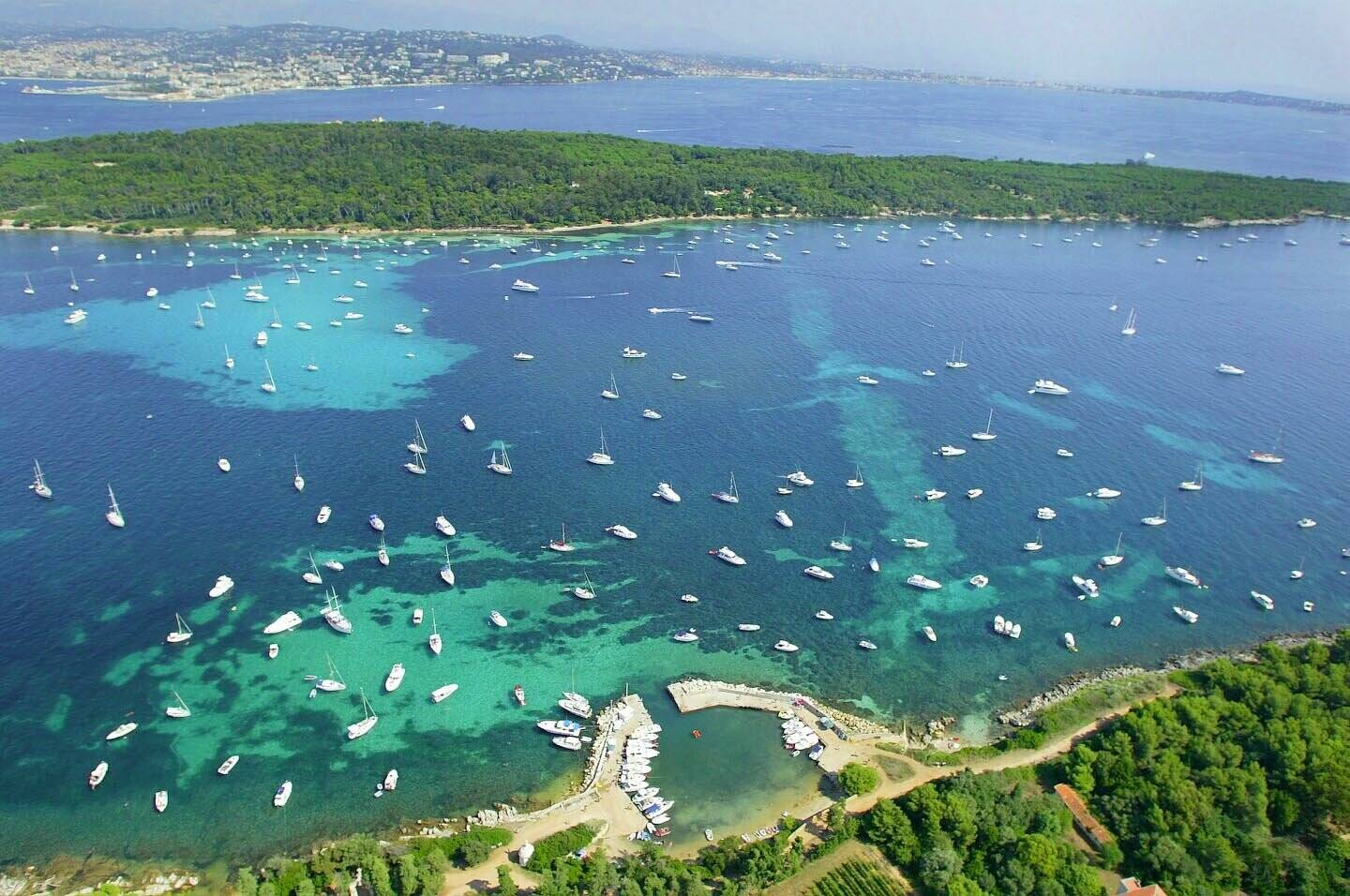 "L'une des plus grandes opérations en France": Cannes sanctuarise une très large zone pour protéger la posidonie replantée entre les îles de Lérins