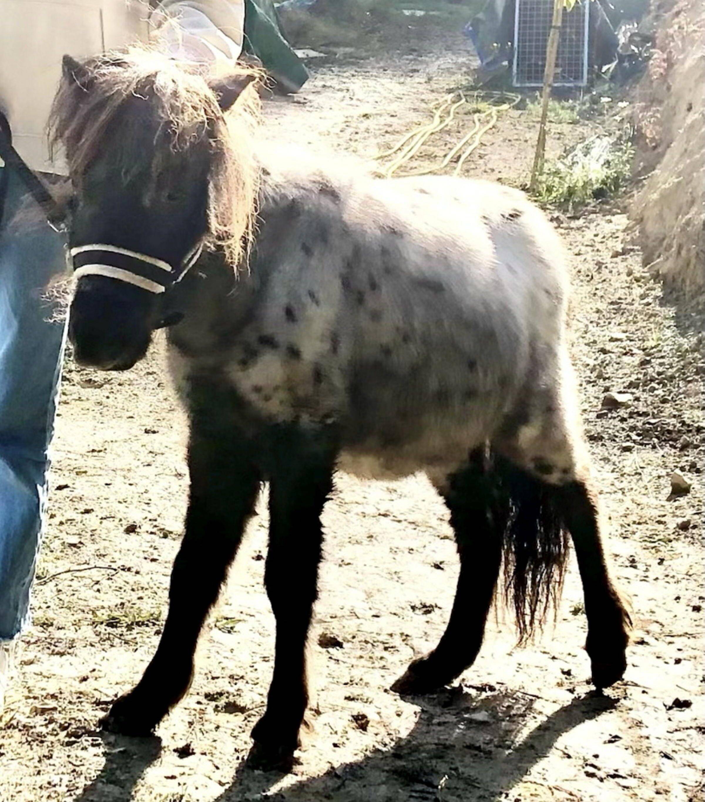 "Il était en danger de mort": mais où est passé Khalys, le mini cheval confisqué dans l'arrière-pays azuréen, puis disparu?
