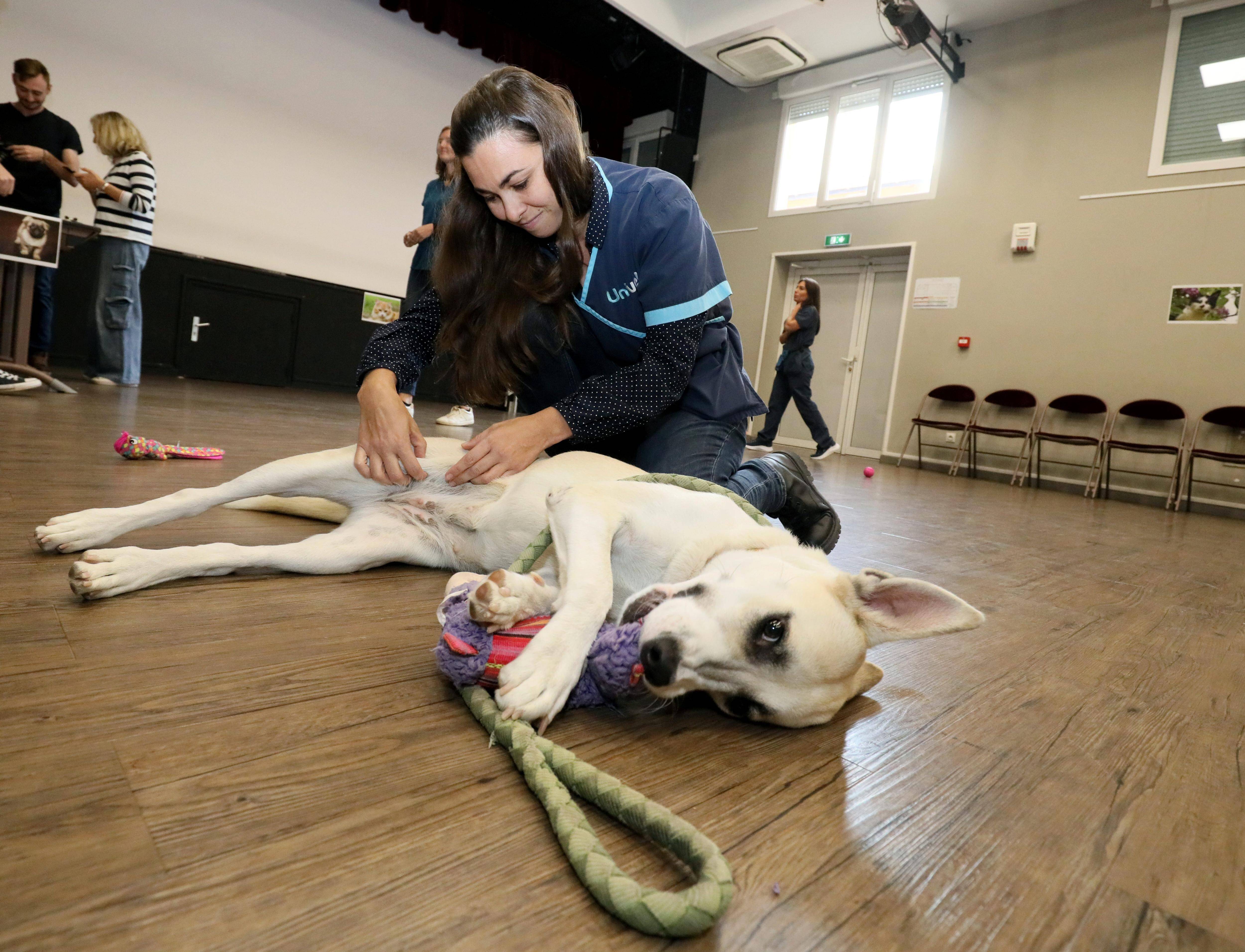 A Cannes, les compagnons à quatre pattes des plus démunis ont aussi droit à leur vaccin