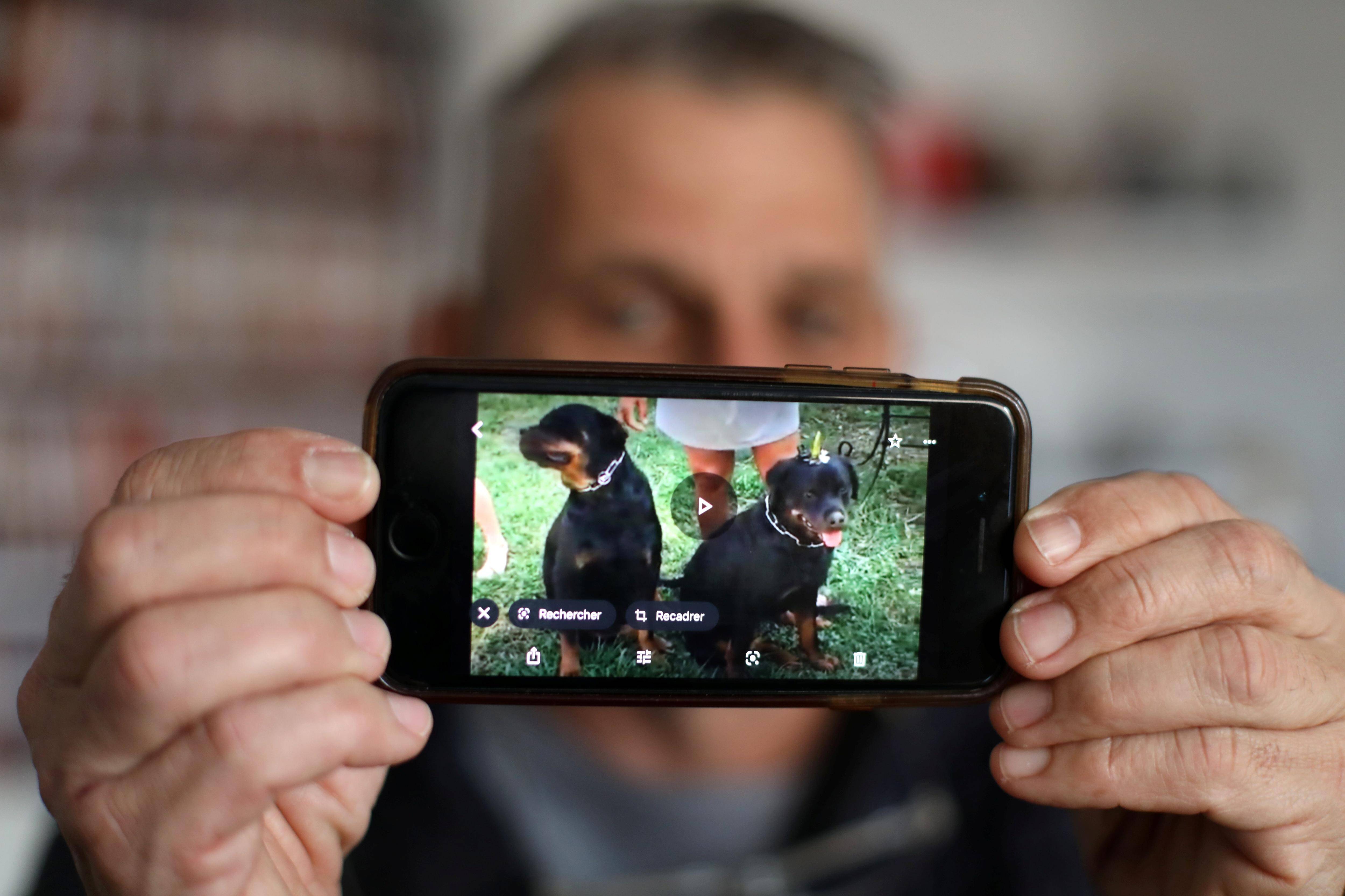 Ils avaient mordu un joggeur dans le Var, les deux rottweilers ne seront pas confisqués