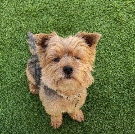 Effroi et tristesse à Puget-sur-Argens après la mort d'Happy, un yorkshire massacré par deux molosses