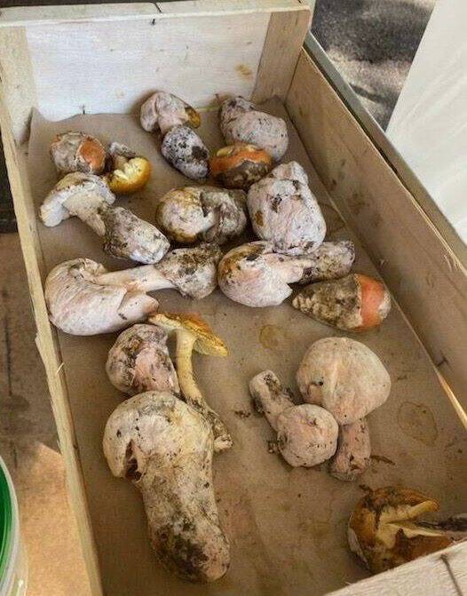 "Ni les consommer ni les toucher", des champignons probablement vénéneux vendus par erreur sur le marché de Vence