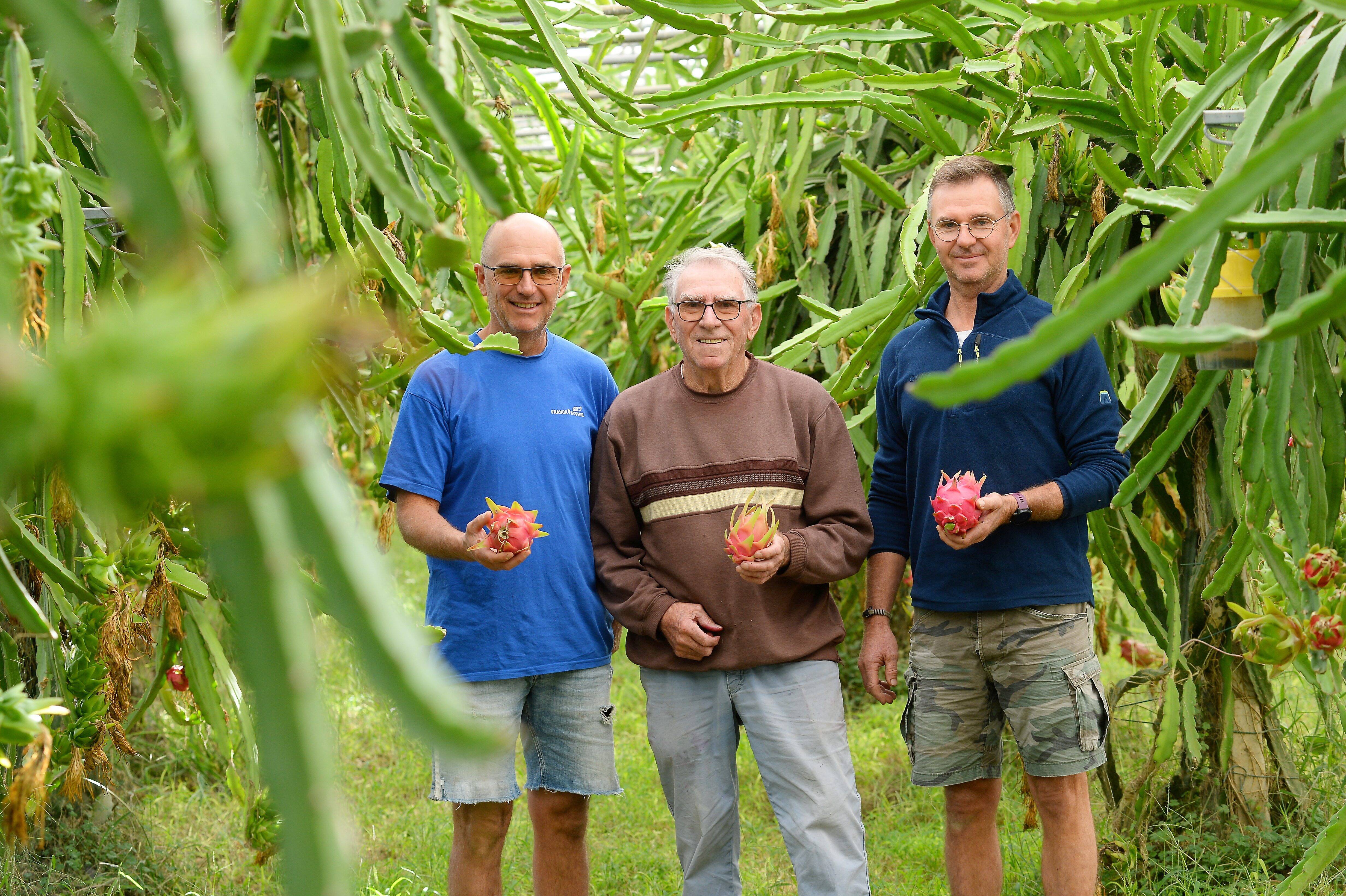 Le fruit du dragon cultivé... dans le Var: "Les gens ne nous croient pas quand on dit qu'il est produit ici"