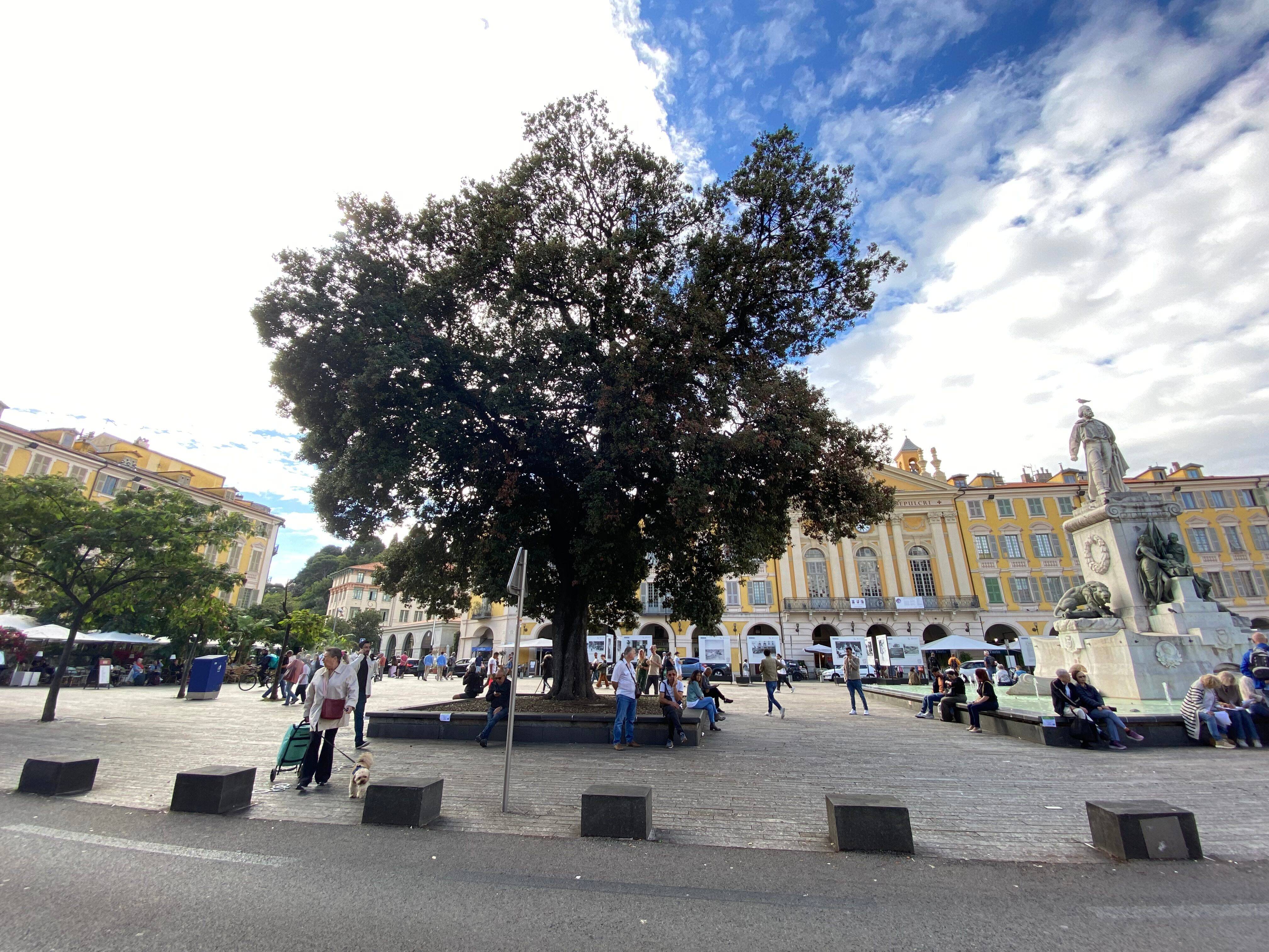 Dans quel état sont les chênes verts de la place Garibaldi à Nice? Des associations environnementales s'inquiètent, la mairie réplique