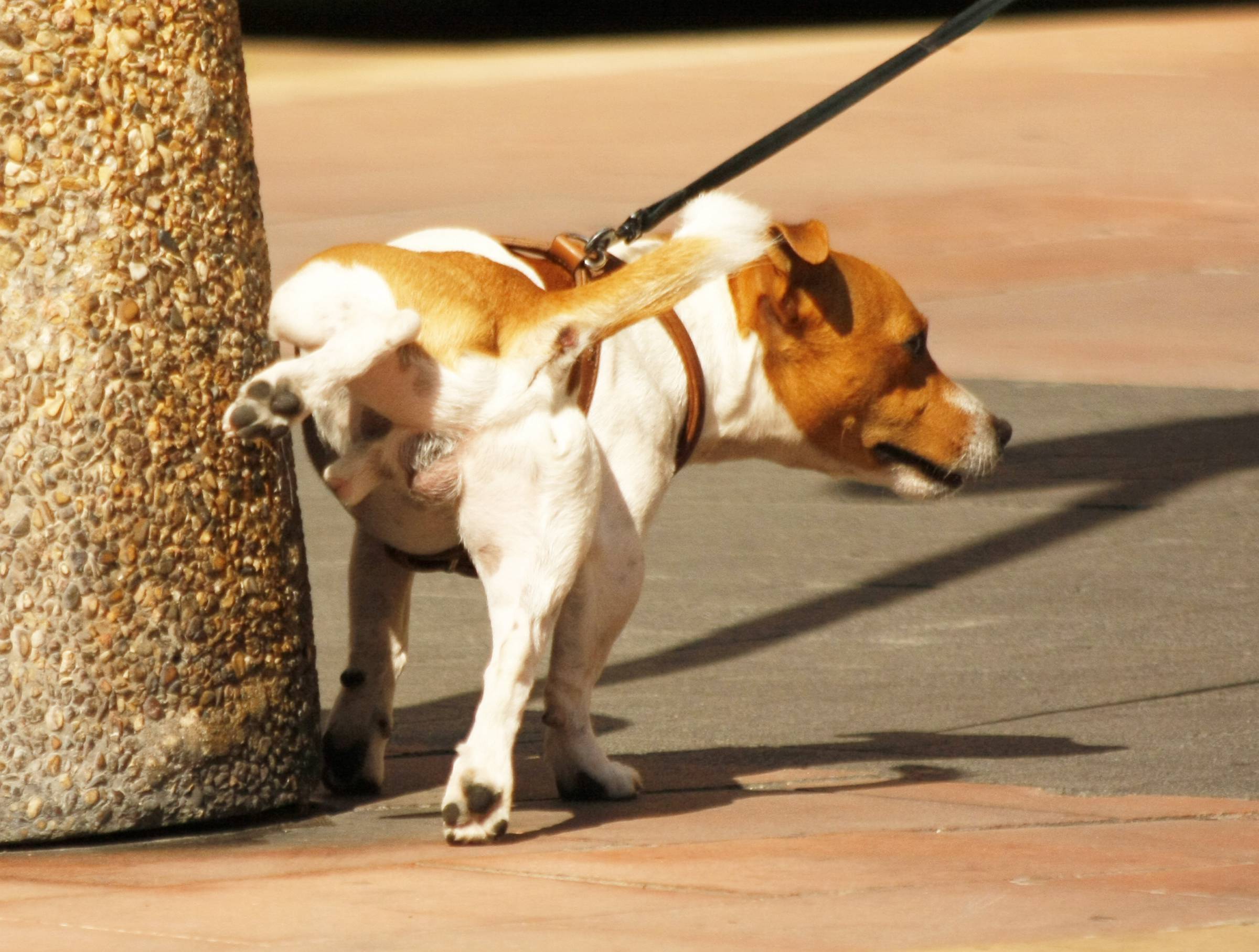 Déjections dans les rues: le maire craque, lance un appel à témoins et propose de ficher l'ADN des chiens de la commune
