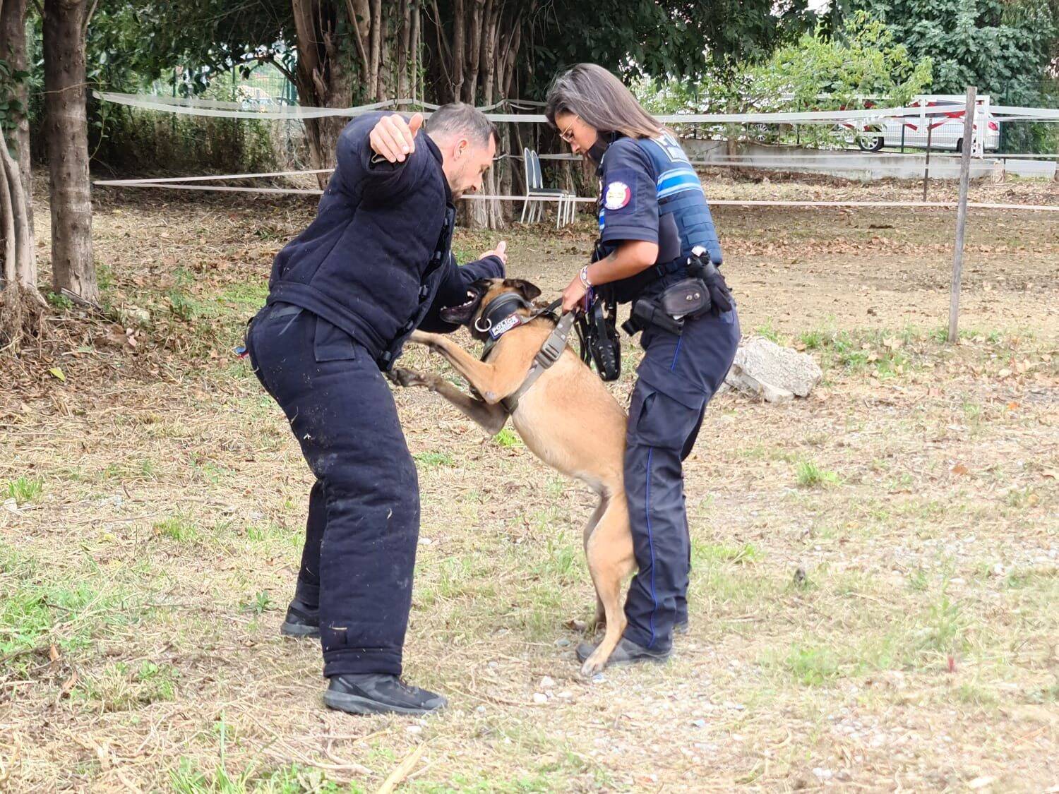 Recrutement, éducation, rôle... 5 choses à savoir sur les chiens de la police municipale de Nice