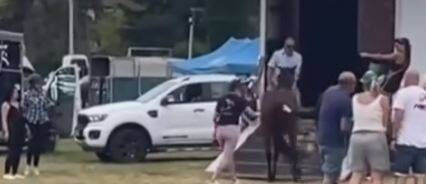 Jument frappée à la Fête du cheval à Levens: la simple amende pour les deux agresseurs fait grincer les associations de défense des animaux