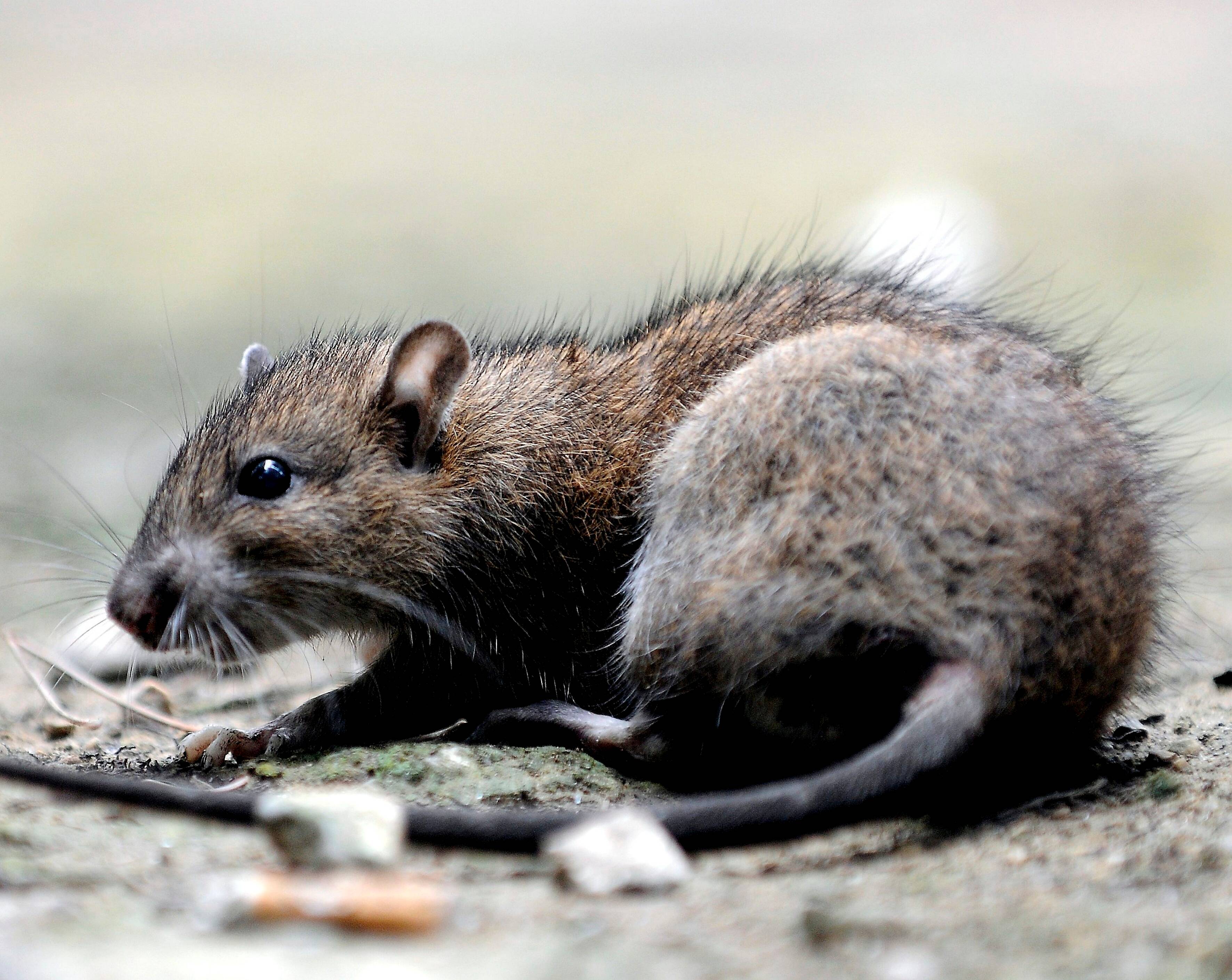 Il y en a de plus en plus et toutes les grandes villes sont touchées: pourquoi les rats envahissent-ils nos communes?