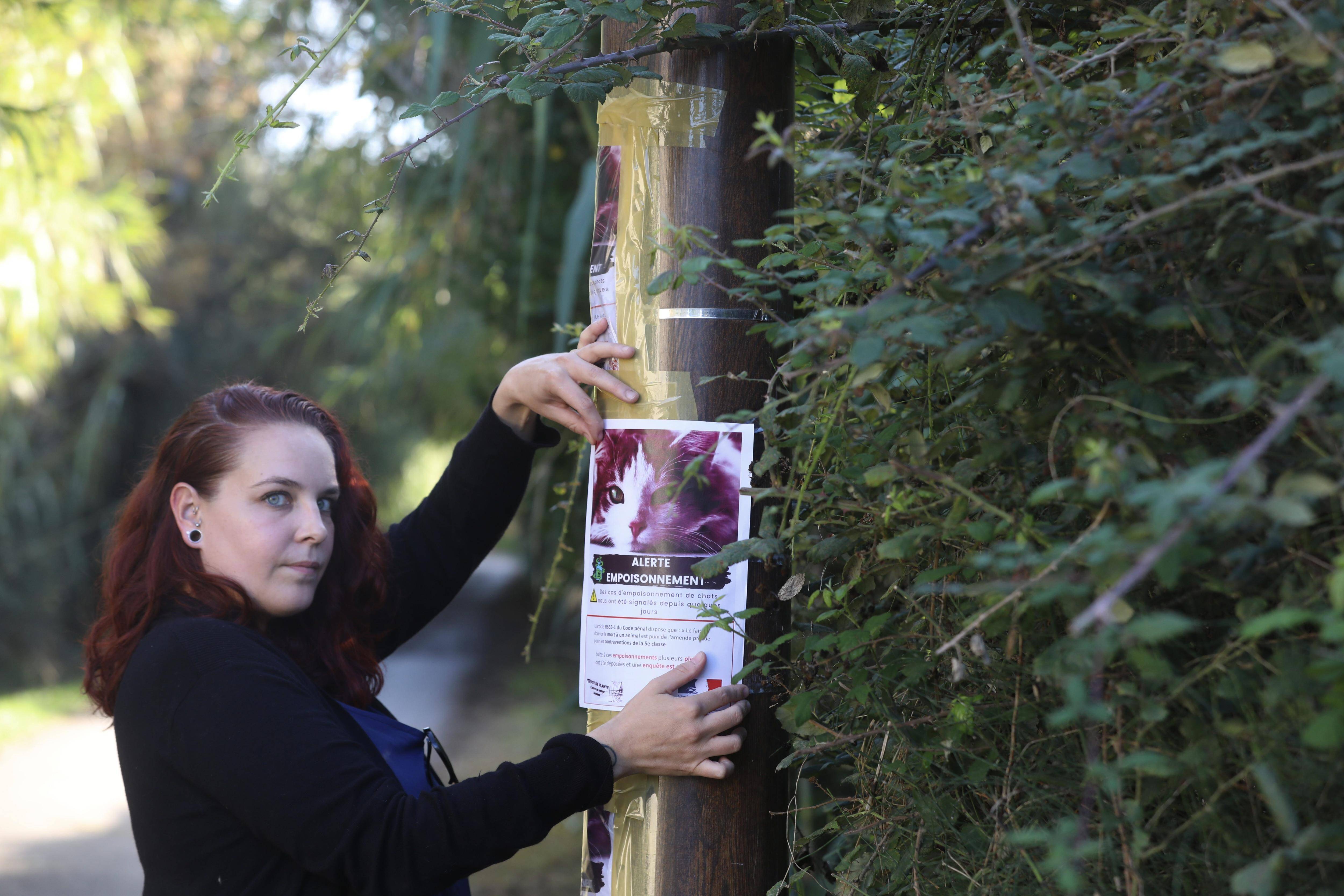 "On leur a donné de la mort-aux-rats": des chats pris pour cible dans ce quartier à Hyères